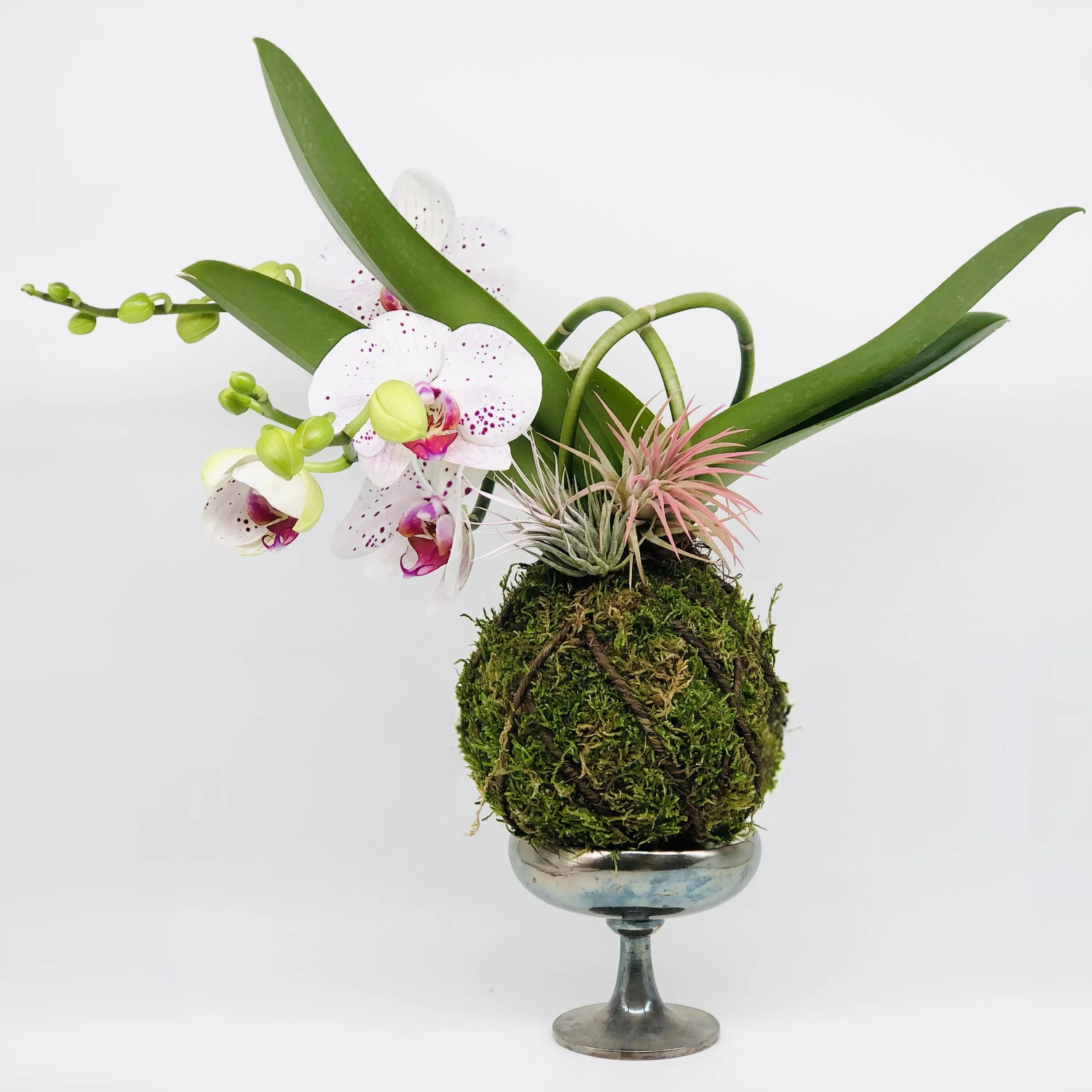 Arrangement of orchid flowers and green foliage in a metal vase.