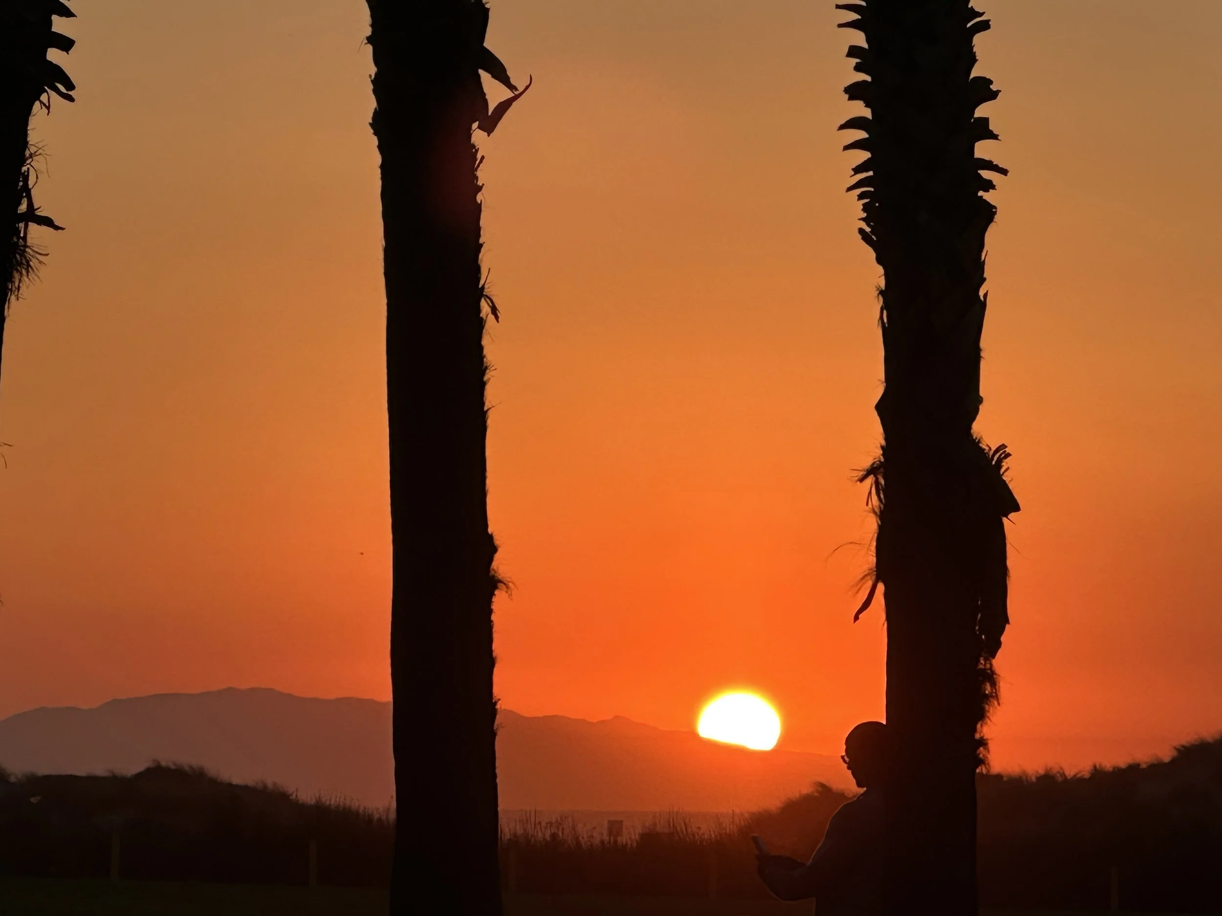 Silhouettes of palm trees against an orange sunset sky, with the sun near the horizon and mountains in the distance.