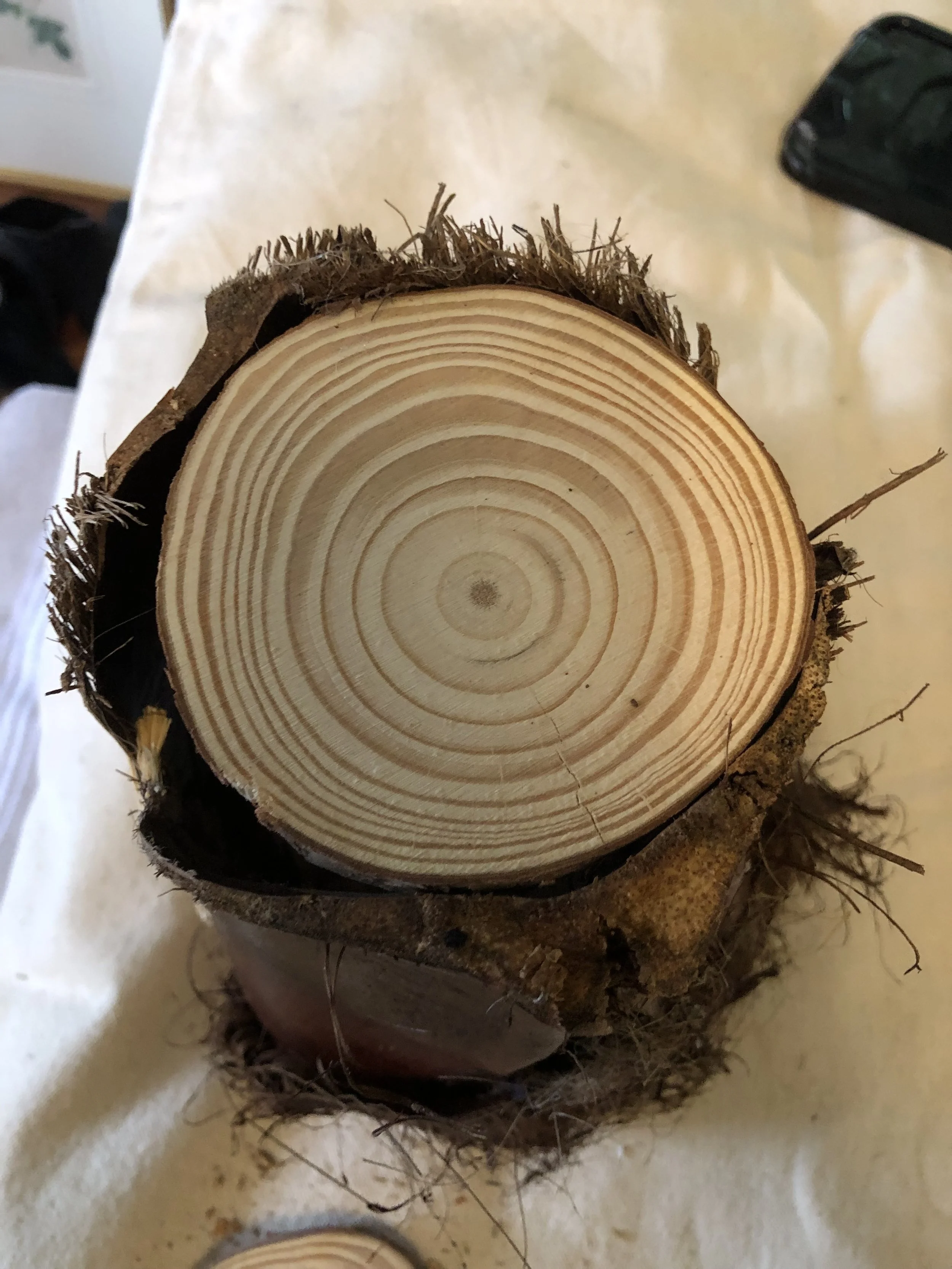 A cross-section of a tree trunk showing growth rings and bark, placed on a surface with some surrounding twigs and debris.