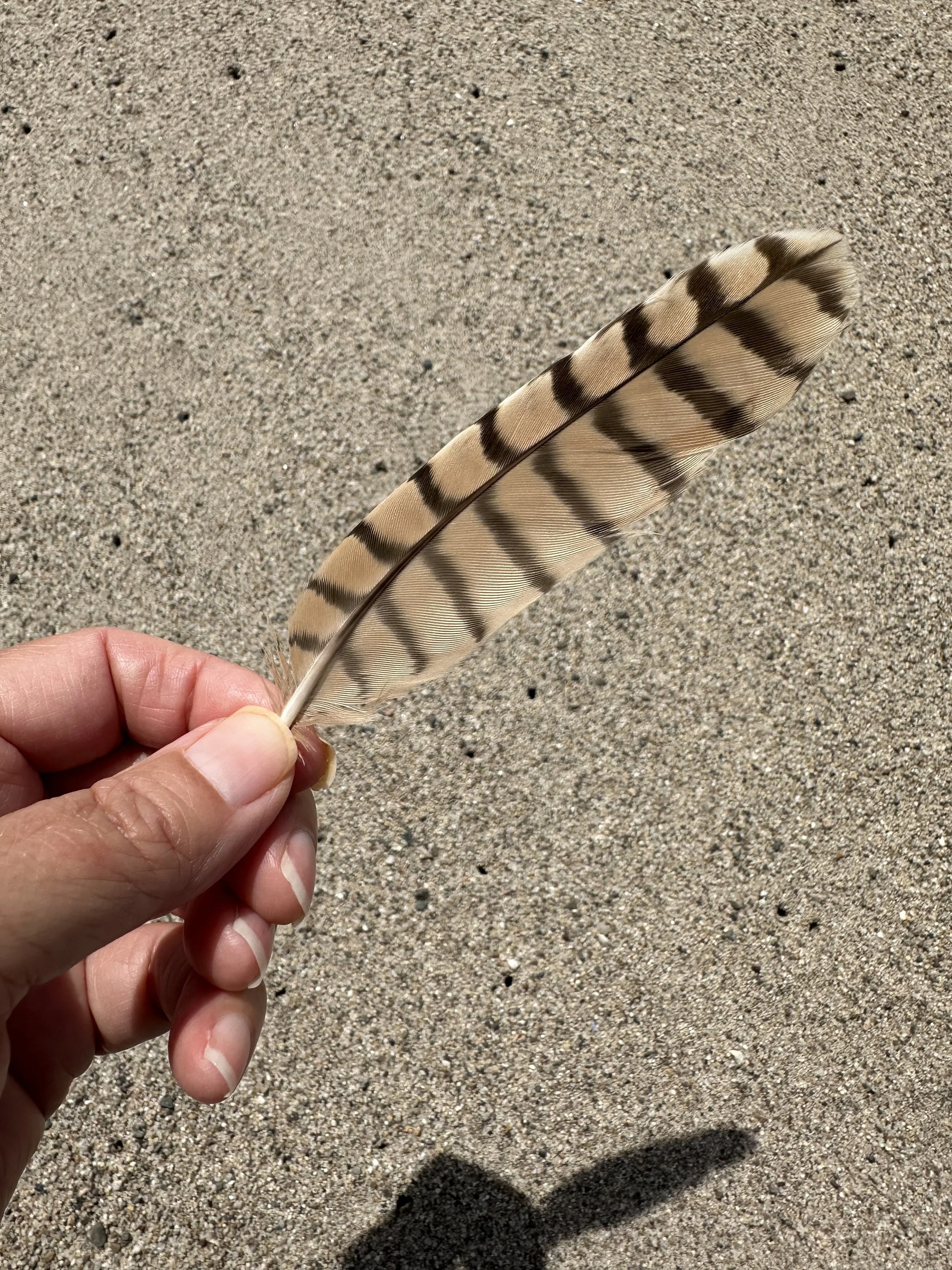 Person holding a large, striped bird feather over sandy ground.