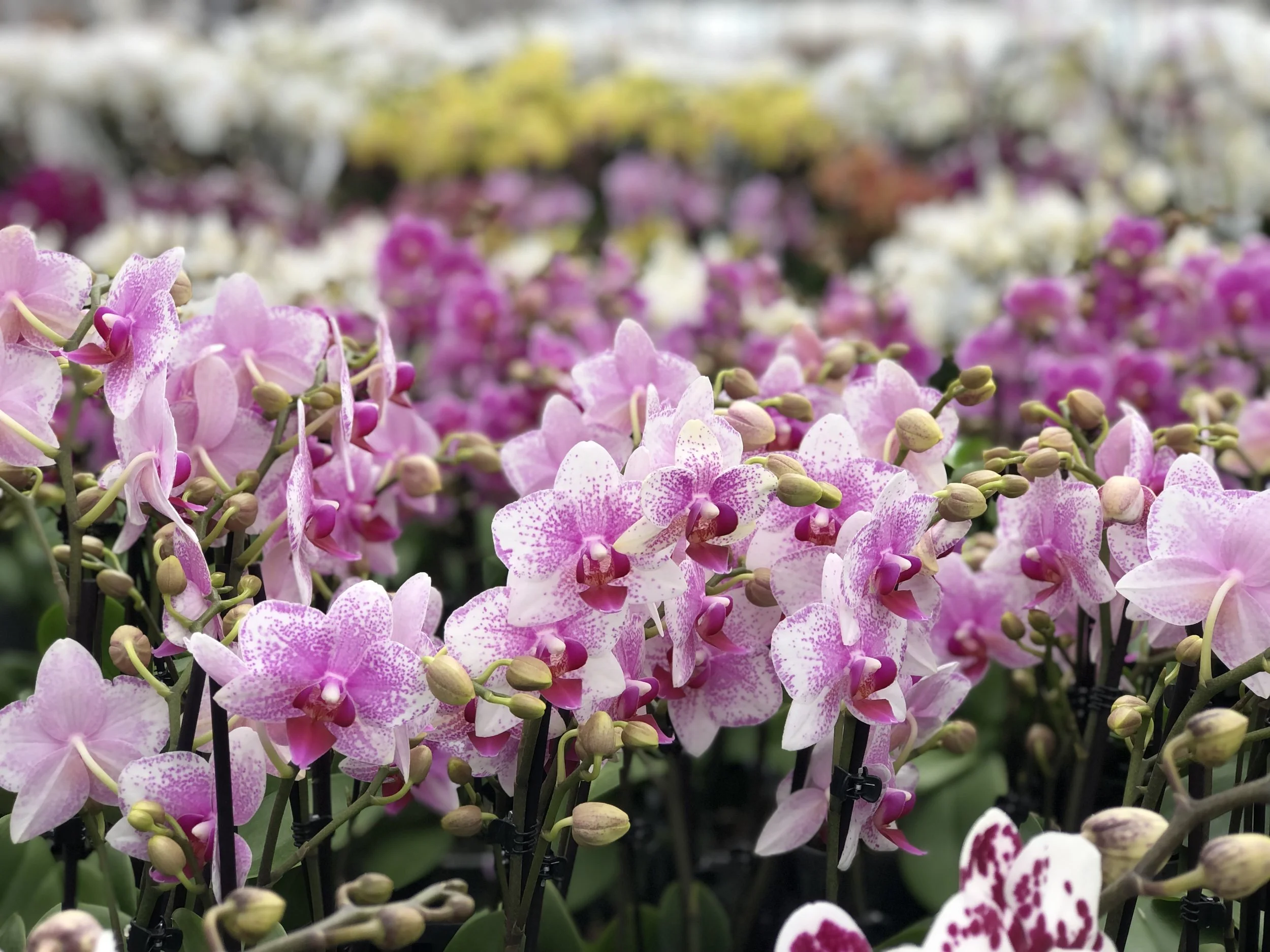 Pink and white orchids with numerous buds in an indoor plant nursery.