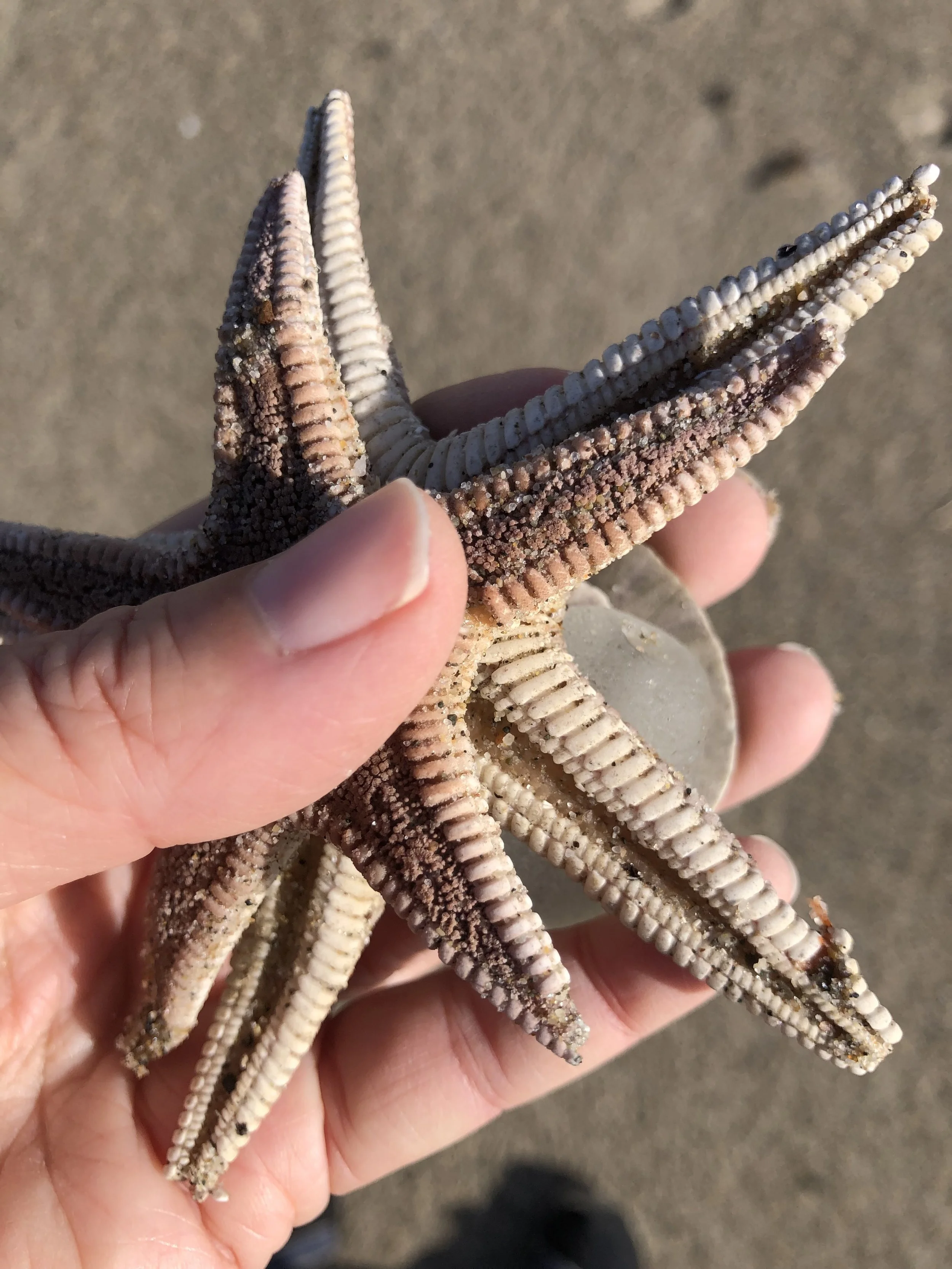 Person holding several starfish with multiple arms spread out, sandy ground background.