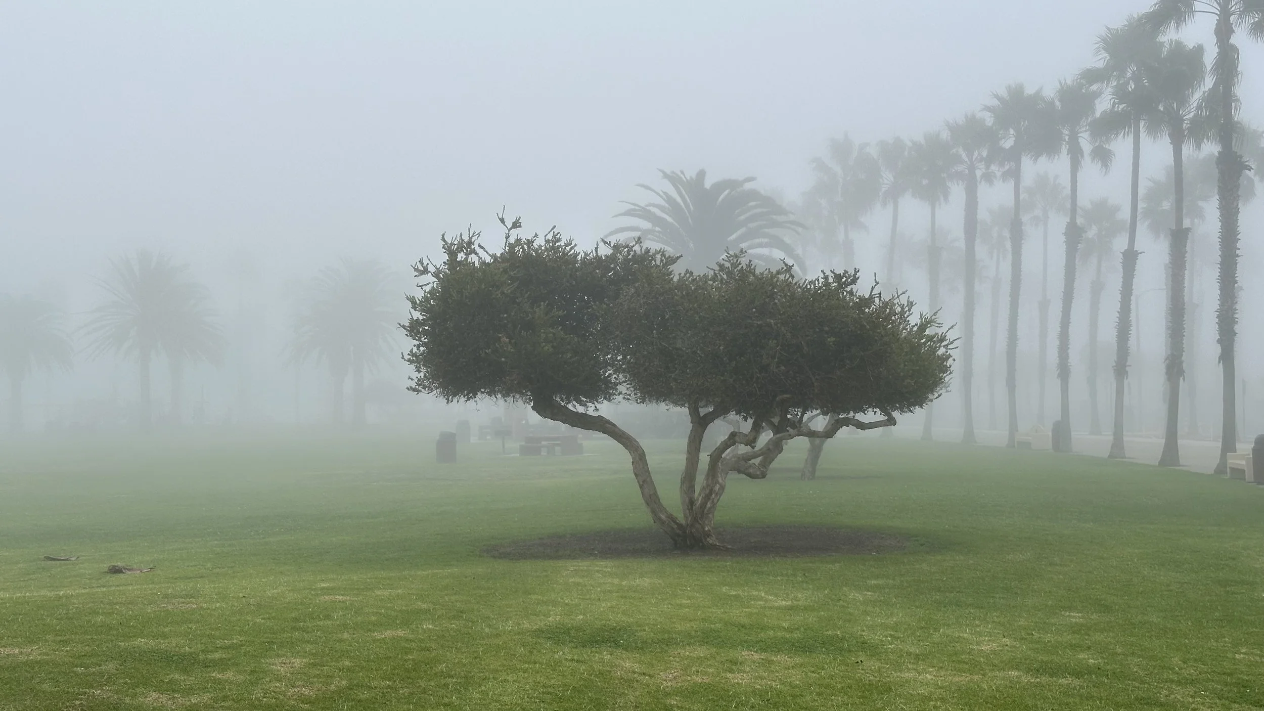 A foggy park scene with a prominent twisted tree in the foreground and tall palm trees in the background, along with grass and benches.