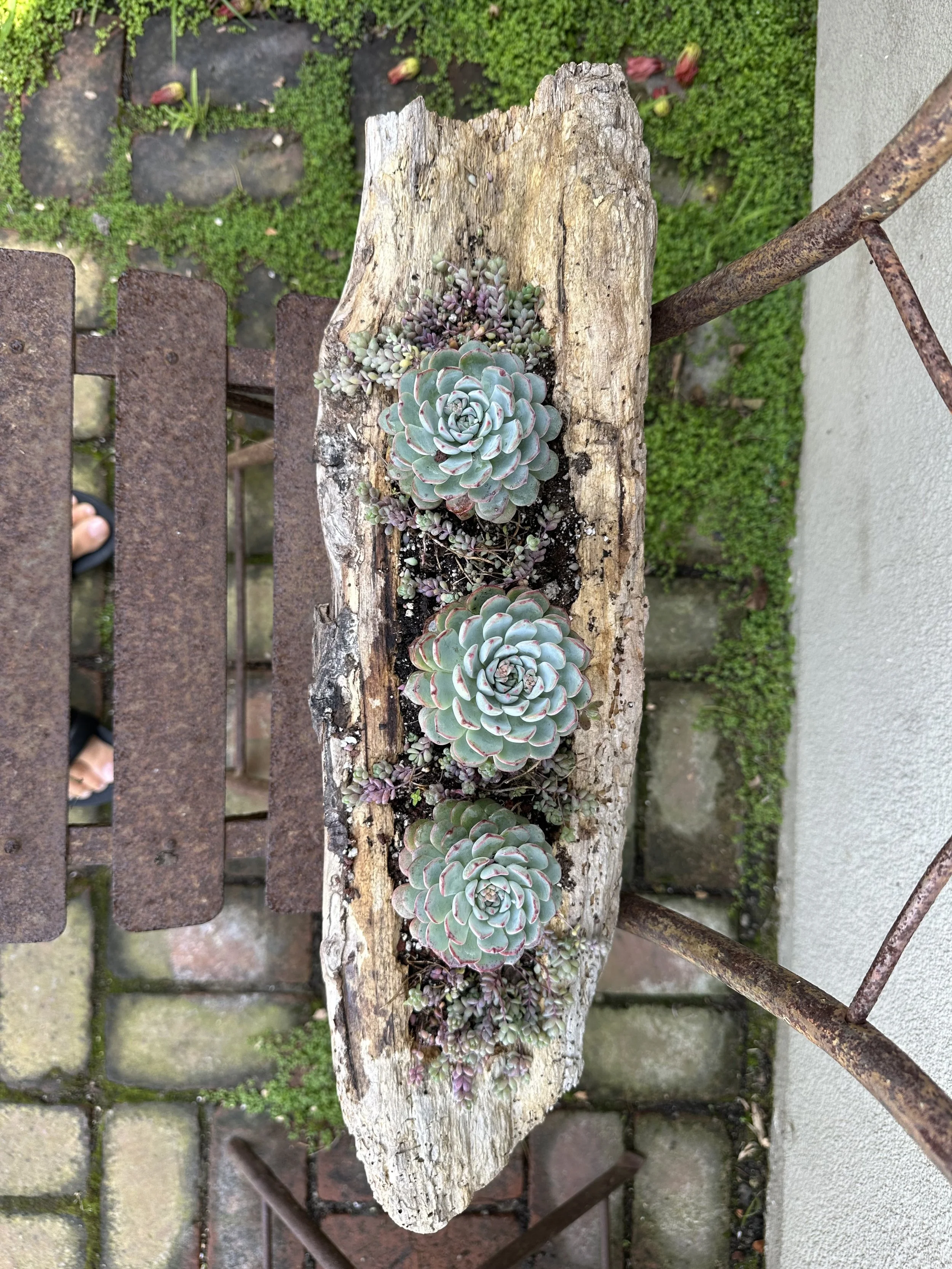Succulents planted in a weathered, rustic wooden log on a rusty metal bench outdoors, with green moss and brick paving in the background.