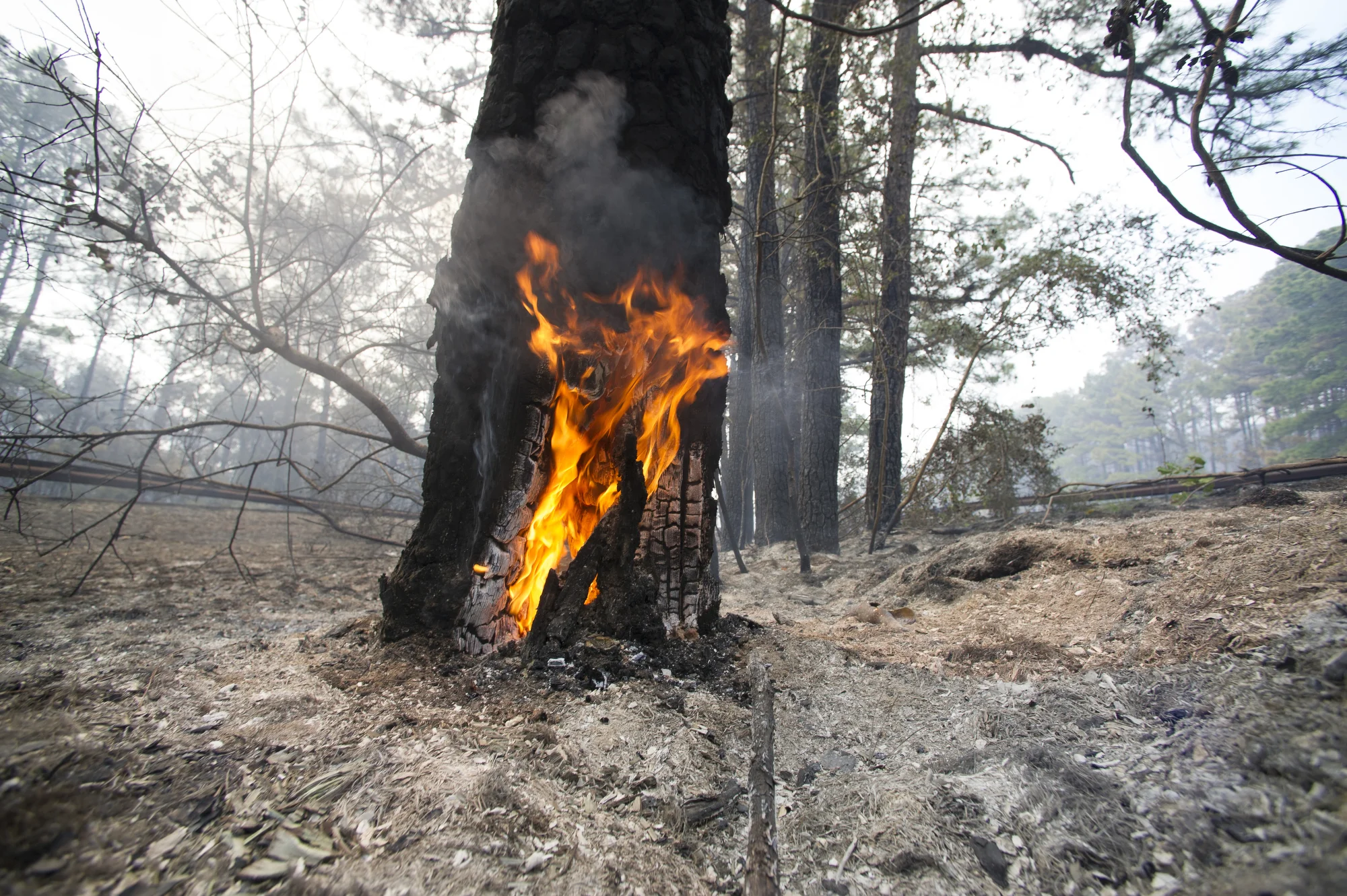 Bastrop Complex Fire aftermath, 2011 