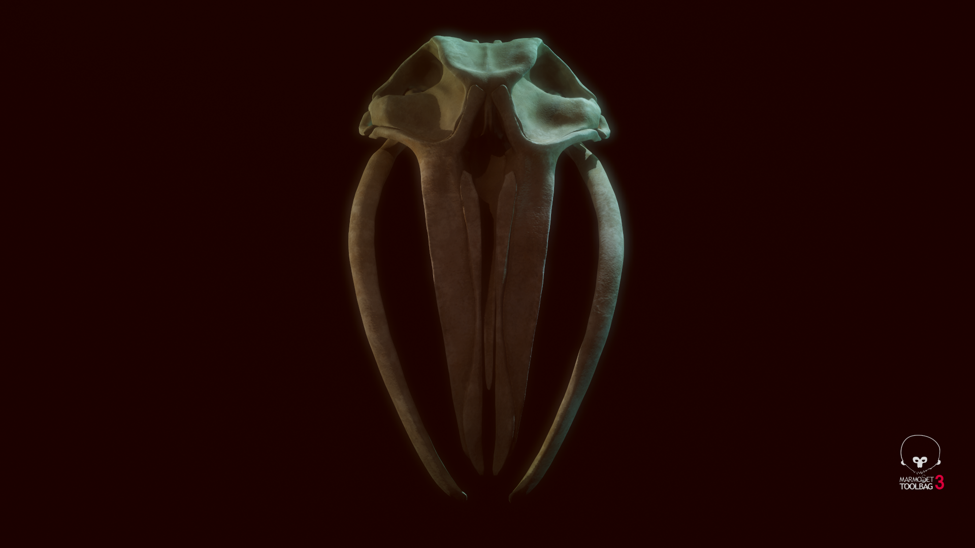 Whale Skull