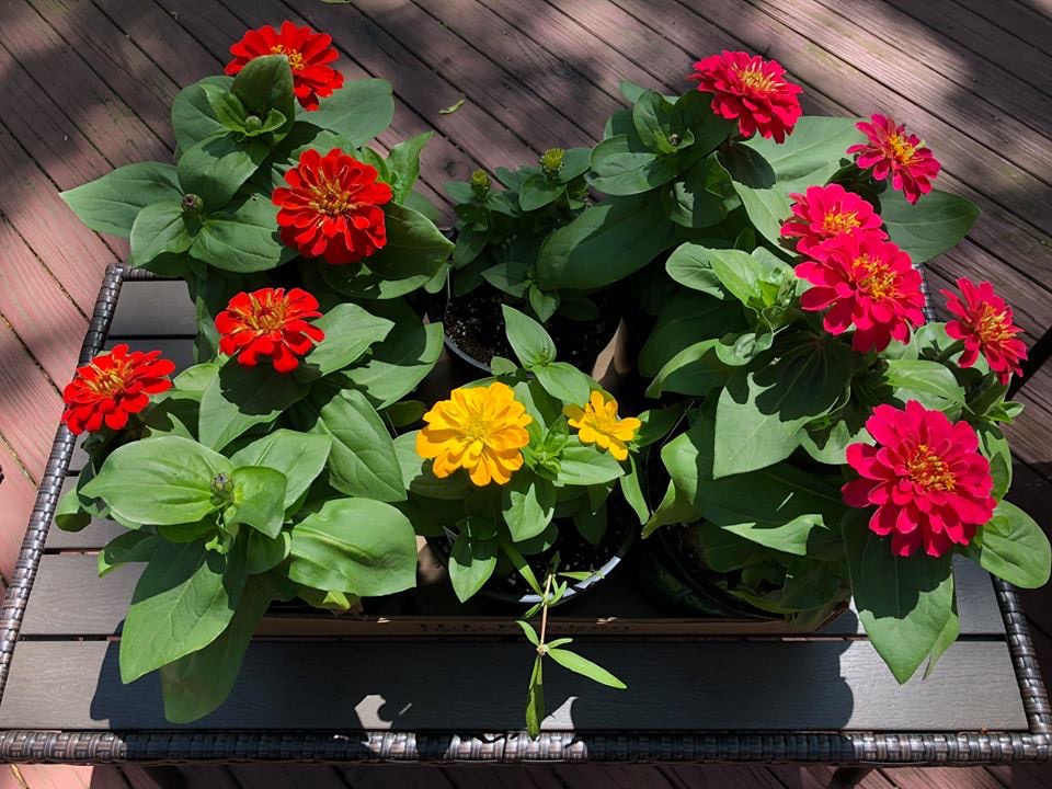 The zinnias the day I bought them.