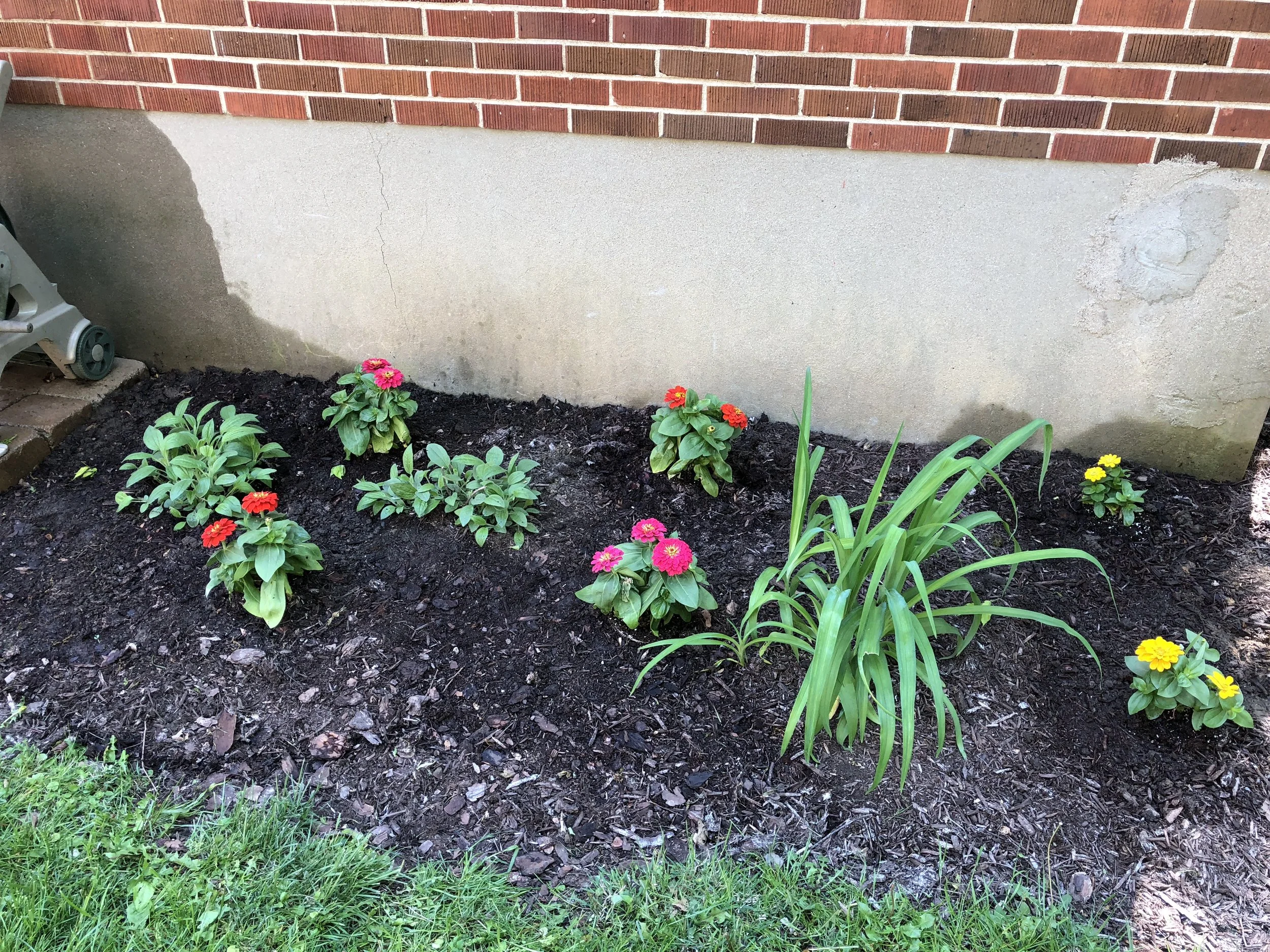 The zinnias just after planting and before mulching.