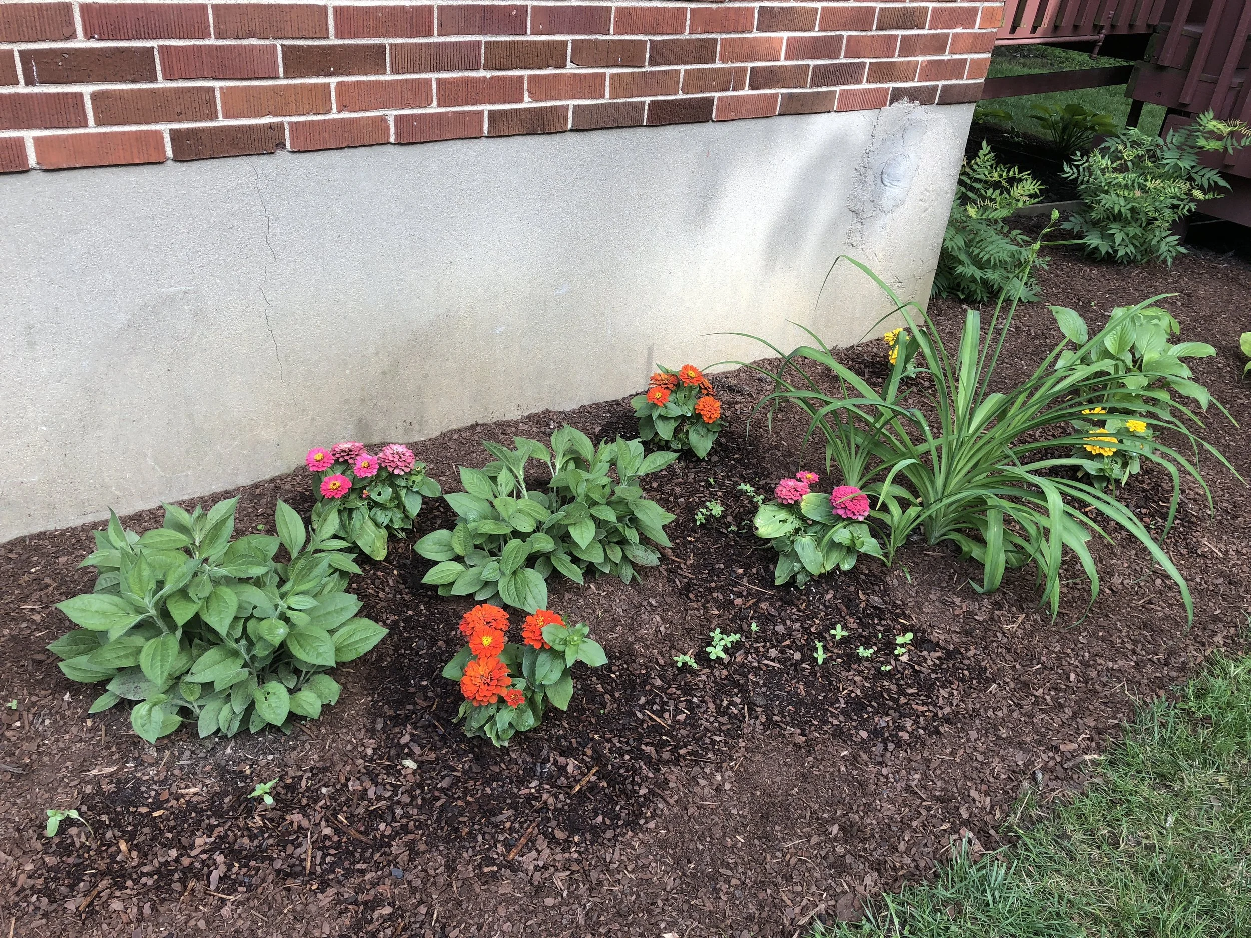 Zinnia seedlings emerging from freshly mulched beds.
