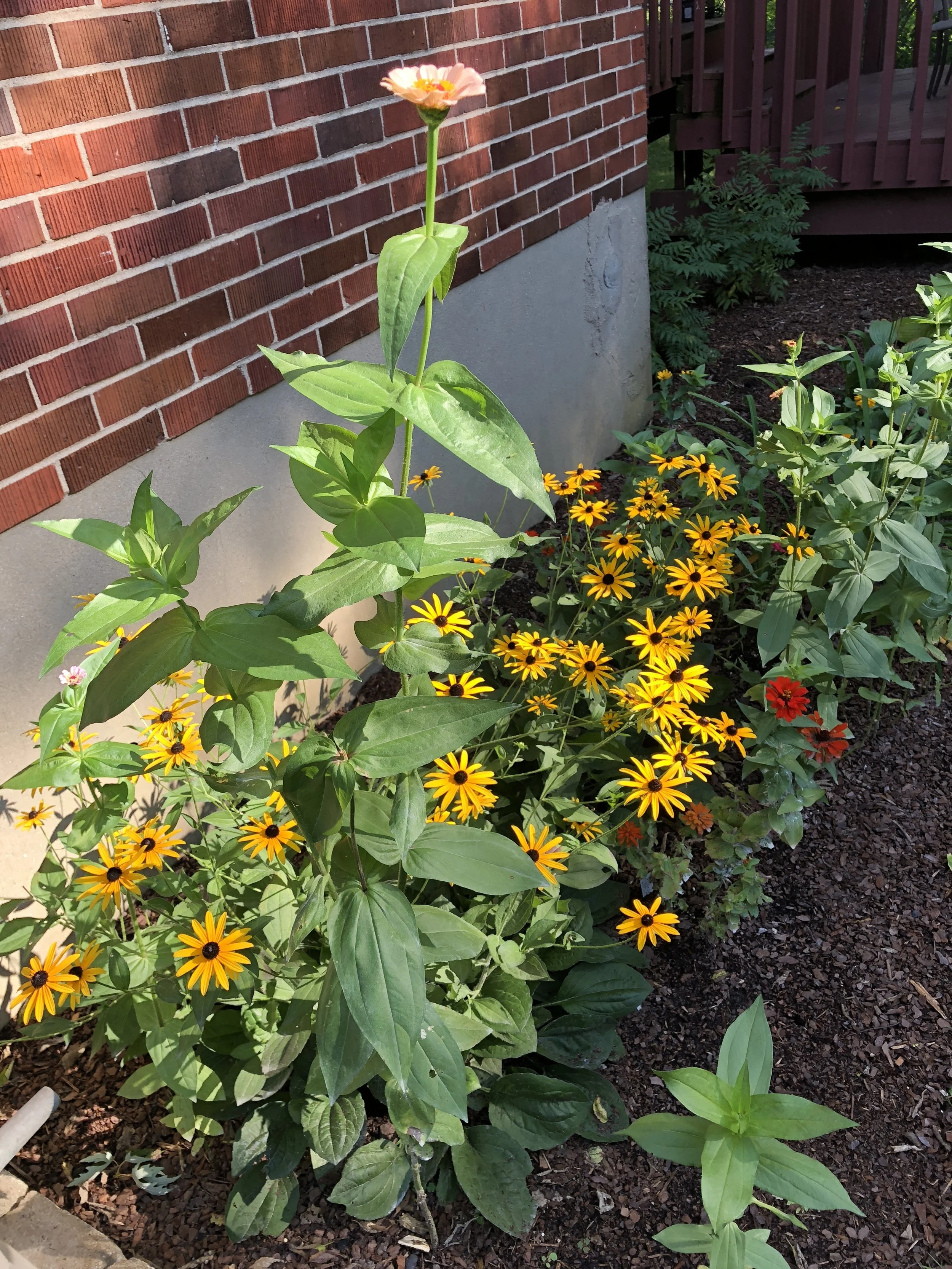 The aforementioned freaking huge zinnia.