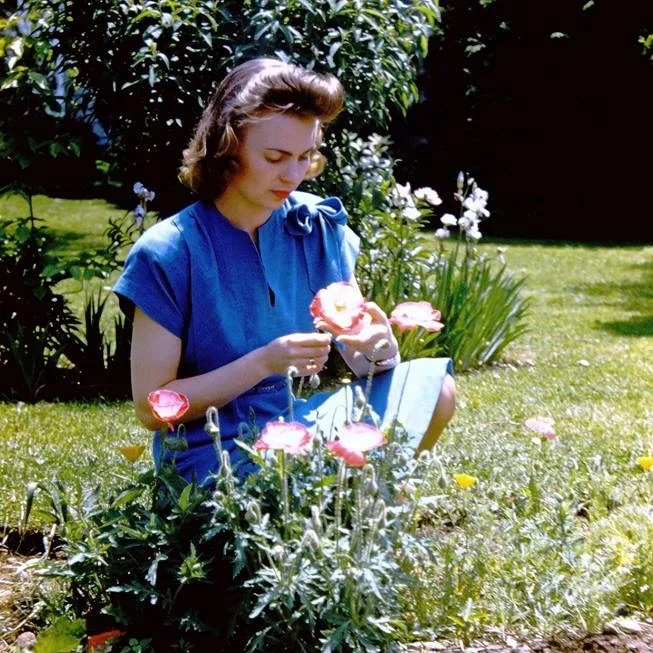 Gardening for Late Bloomers: An Introduction