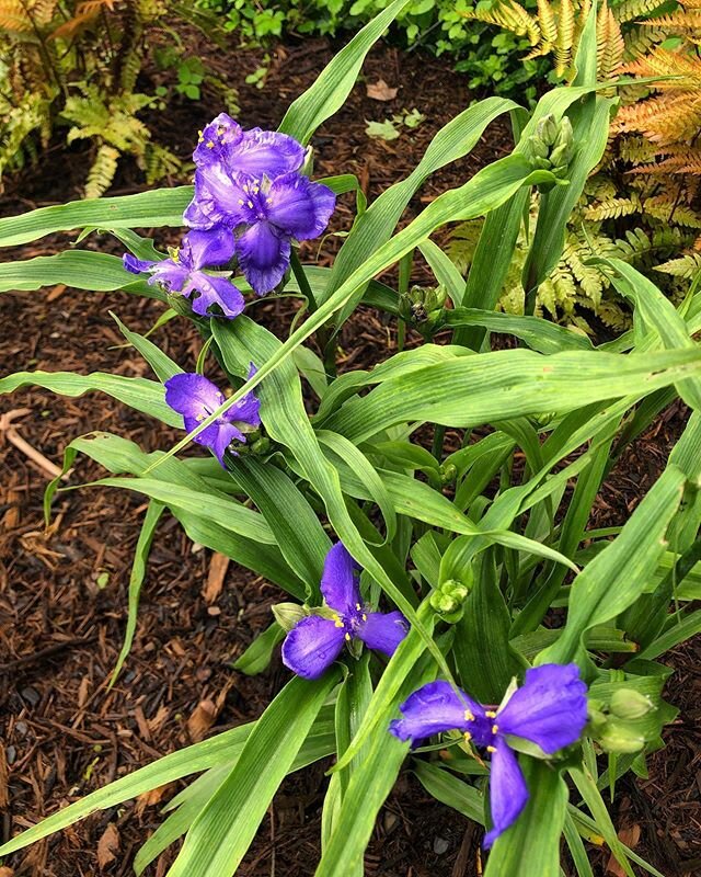 This #spiderwort I planted last year is loving this shady, swampy corner of my backyard. 😍 #nativeplants #raingarden #gardening #gardeningforlatebloomers