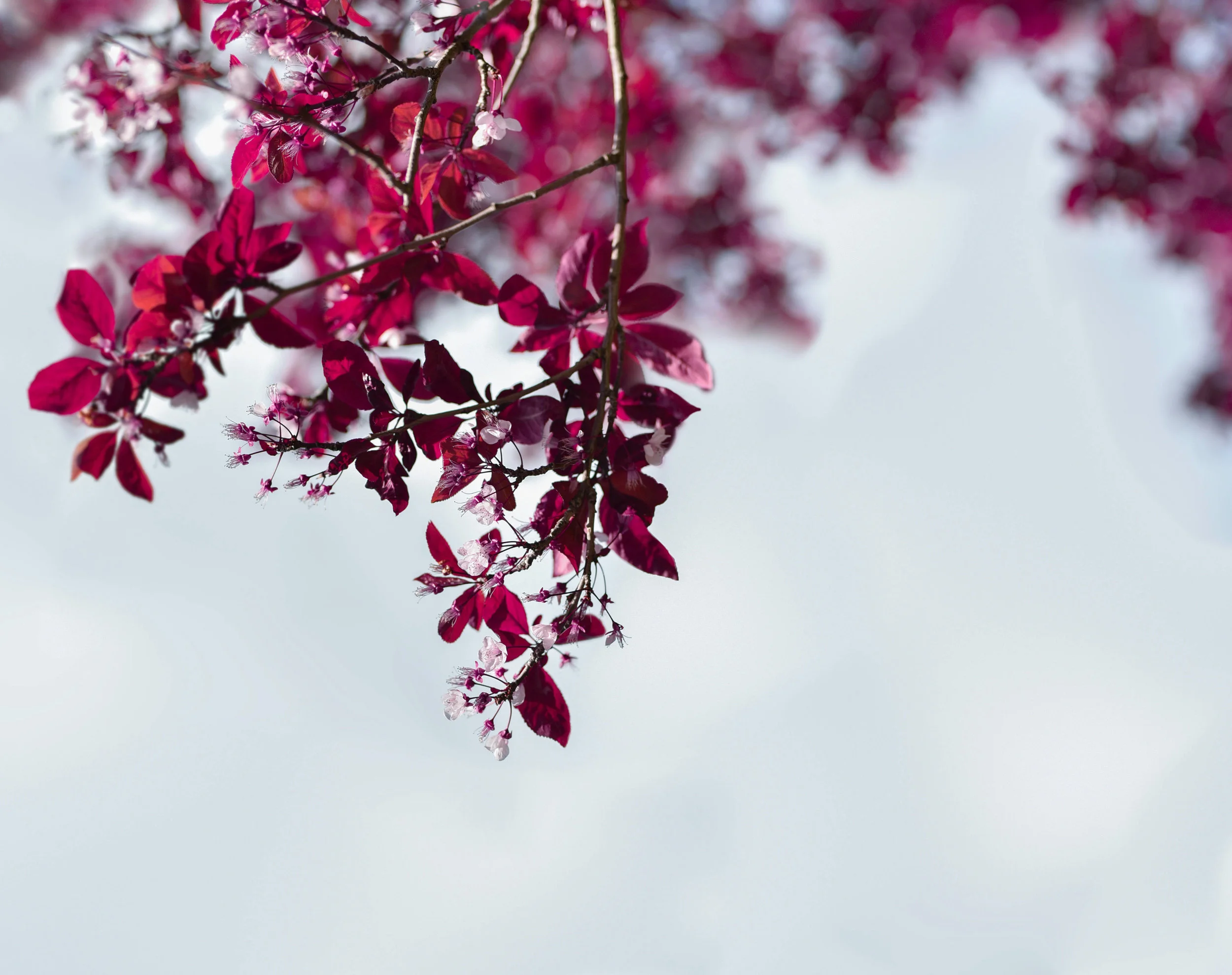 flowers.jpg