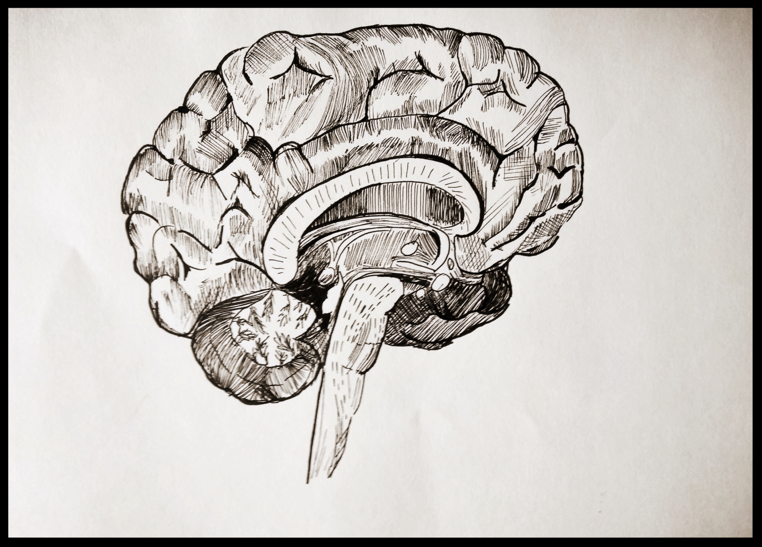 " I am a brain, Watson. The rest of me is a mere appendix" ~ Arthur Conan Doyle
