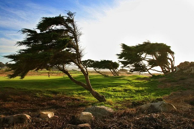 The Wind Can Make You Resilient