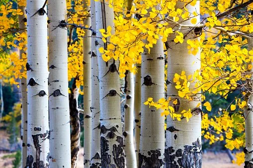 6 Lessons of Collaboration from the Aspen Grove