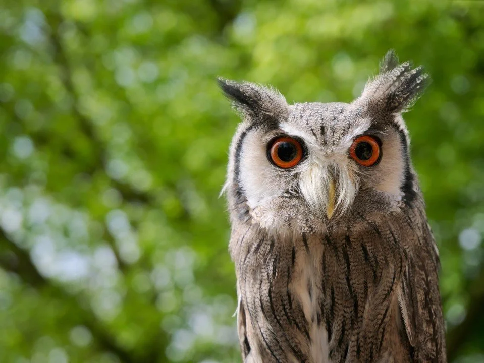Up with Wisdom  