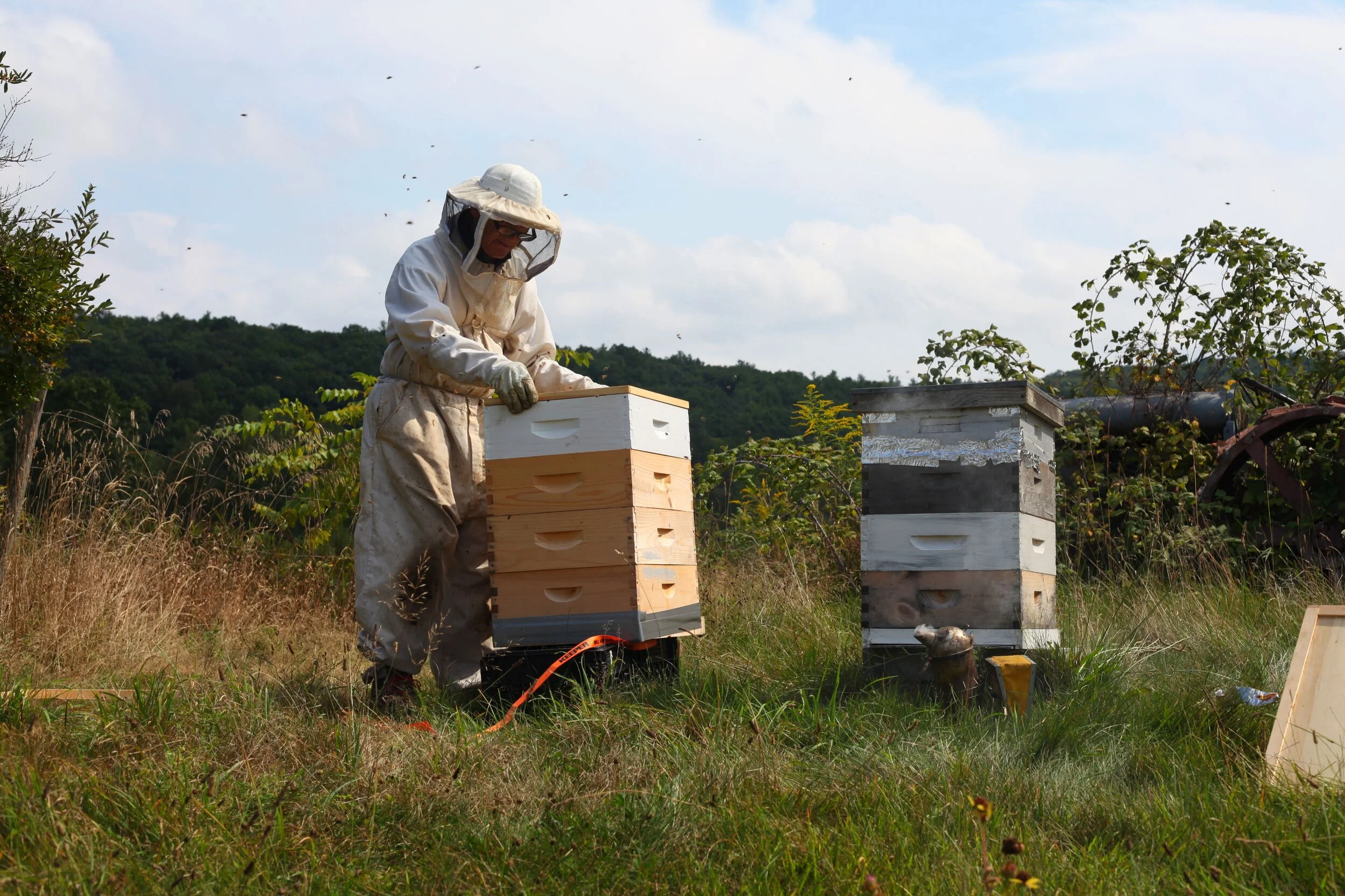 Learning about bees with Menachem