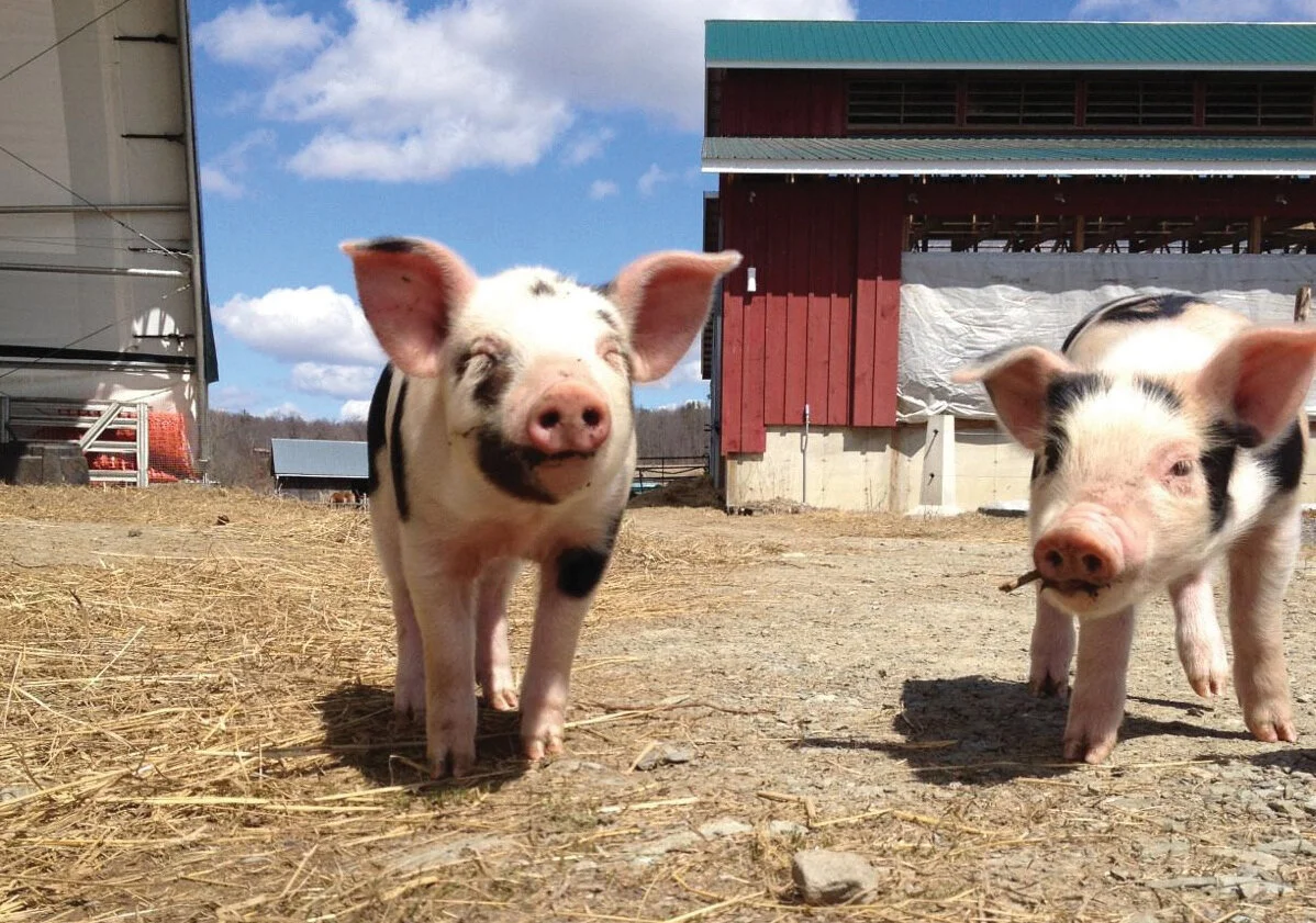 Fun at the Farm Festival! Image Courtesy of Hawthorne Valley .