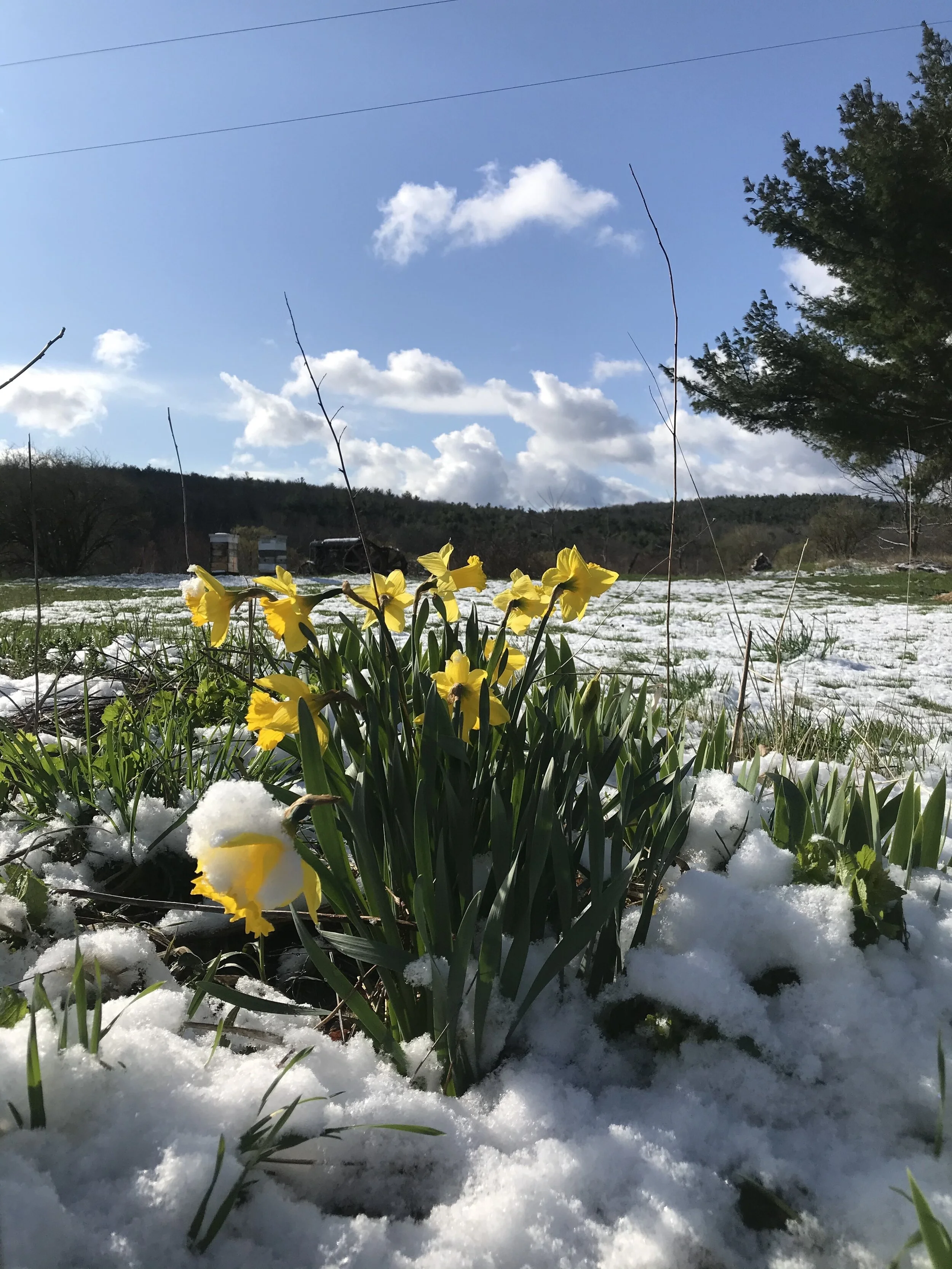 Place Corps Friday Digest: Grow