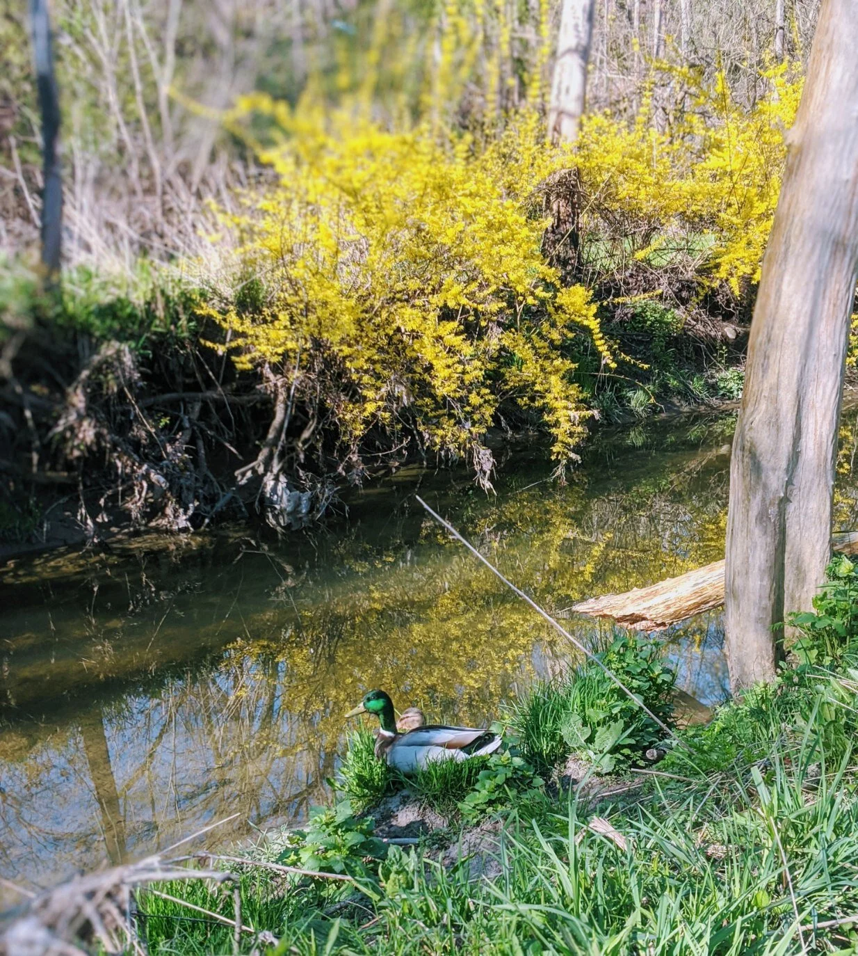 During the pandemic, taking walks and shooting photos can be a relaxing way to spend the time. These ducks seem to be on an awkward first-date. Photo by Emily Stage, young &amp; free press