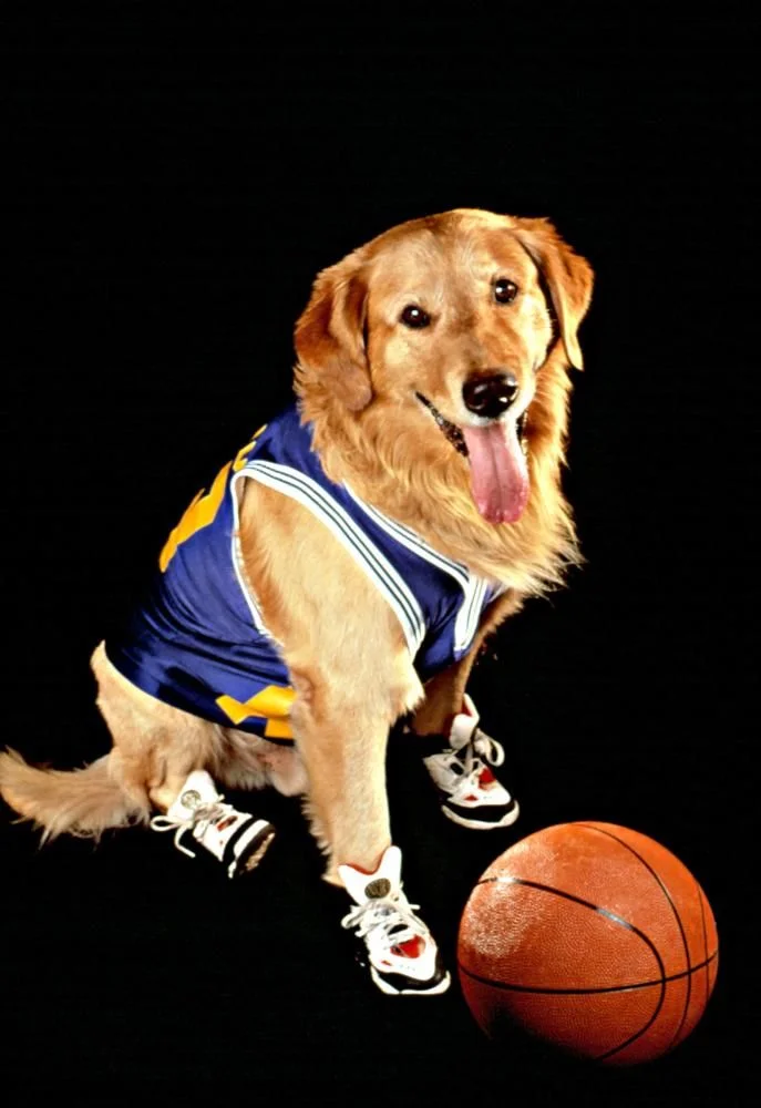 Sources: Golden State Interested in Jimmy Butler, Bugs Bunny, Air Bud, Ghost of Wilt Chamberlain