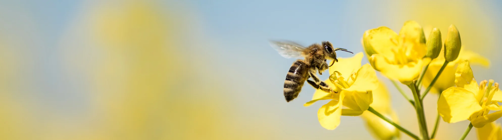 Bee-BannerImage.jpg