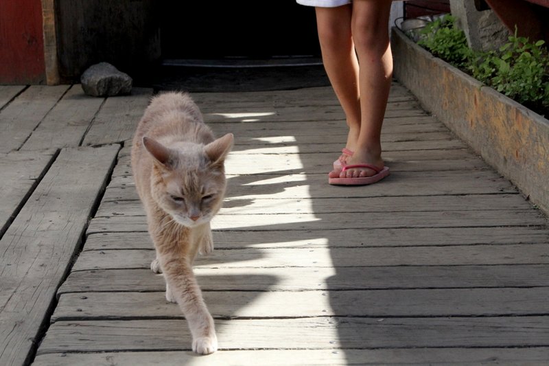 He was purrfect: Honorary cat mayor in Alaska town dies