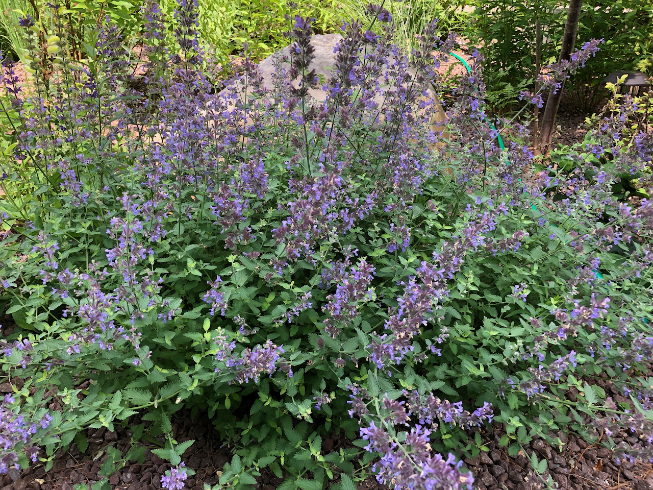 IMG_4442 (1).png