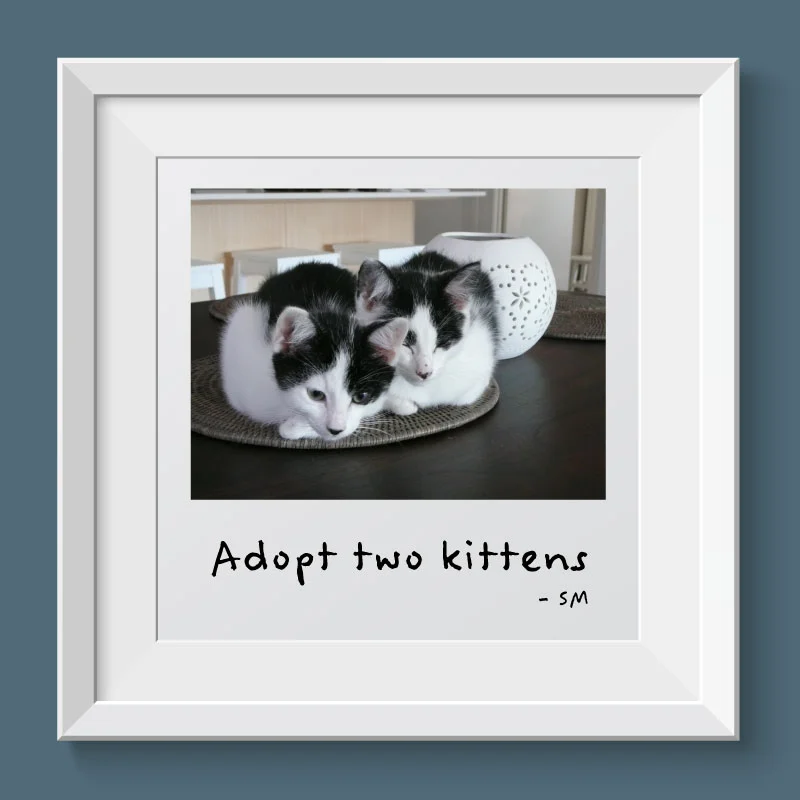 Goal - Adopt two kittens