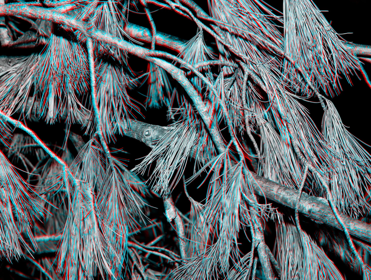 All images: The Field, Pigmented inkjet print, 2016–2018