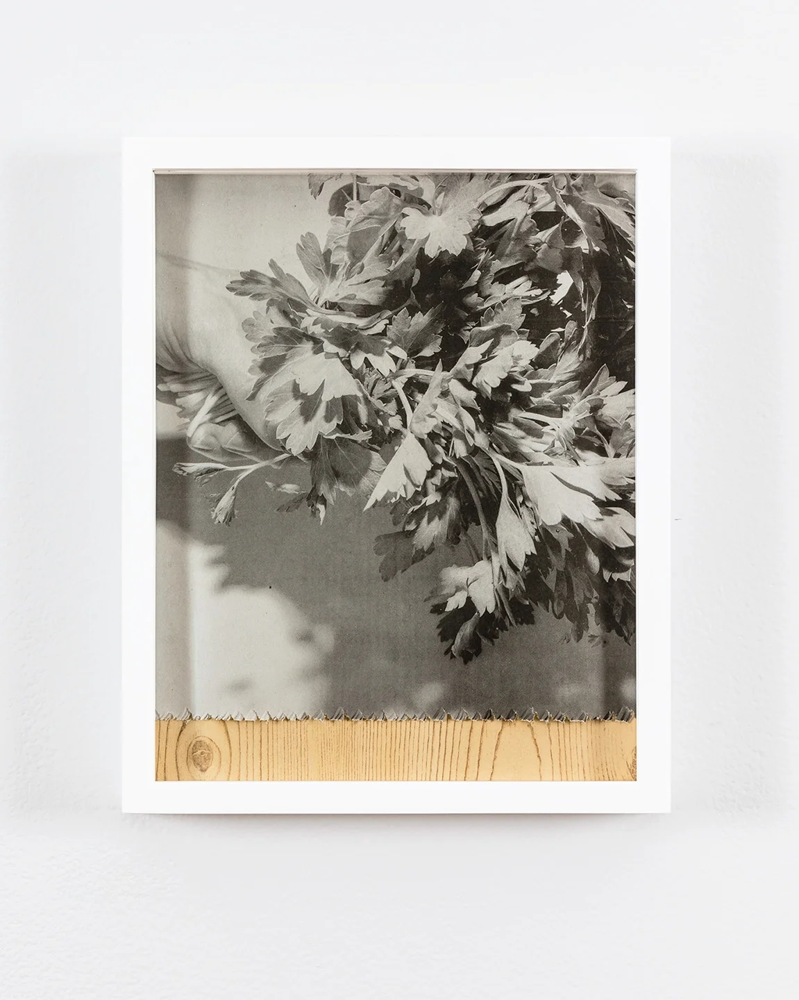 matthew_gamber_parsley_wood.jpg