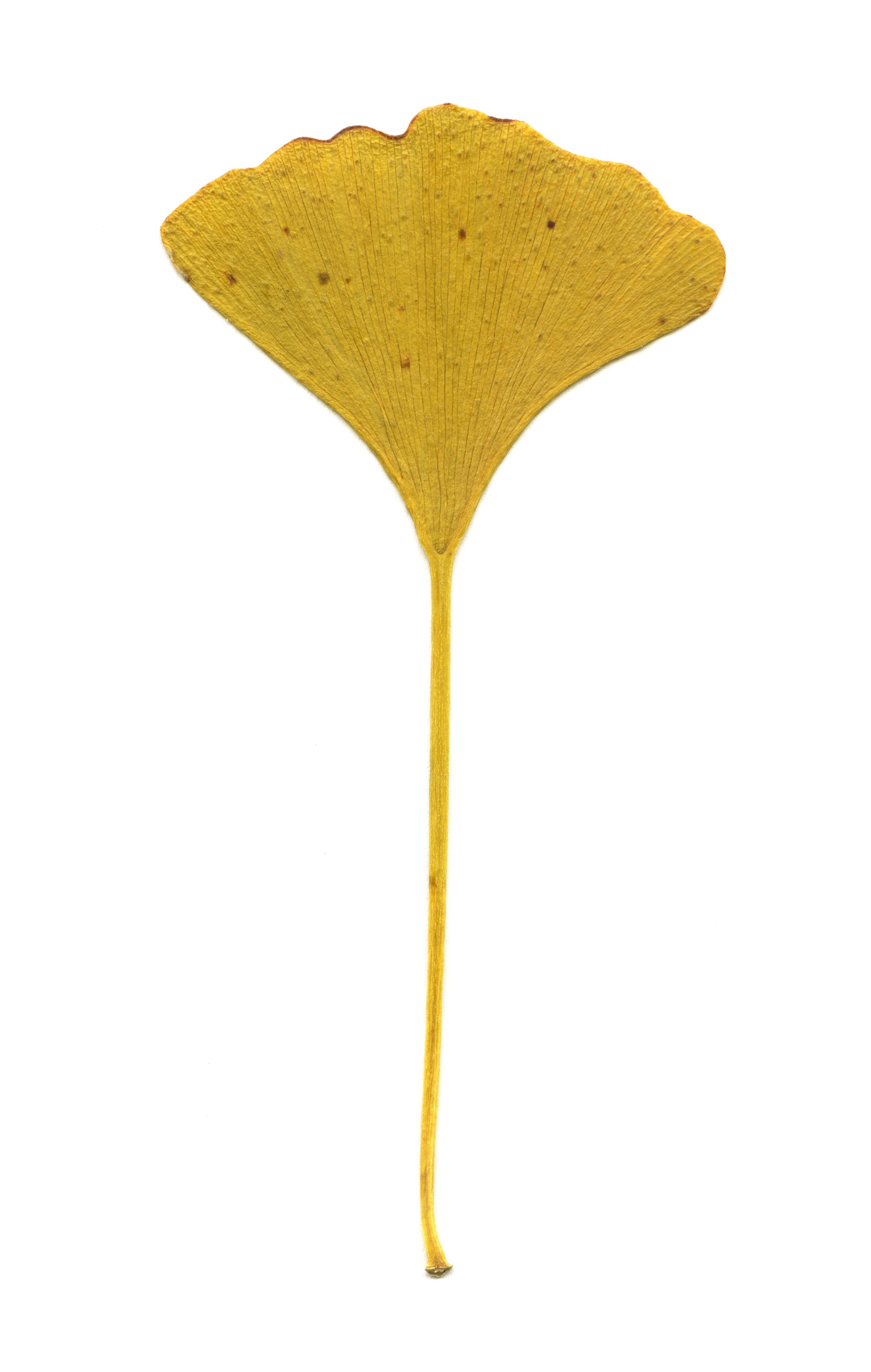 Ginko Leaf 3.jpg