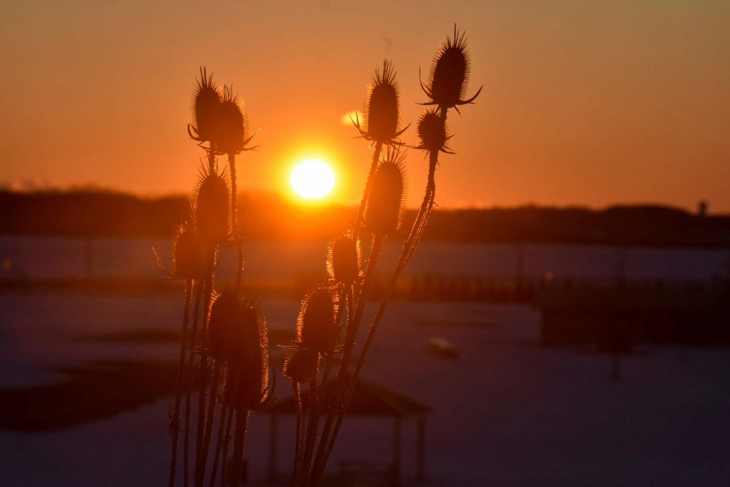 DSC_0685.jpg