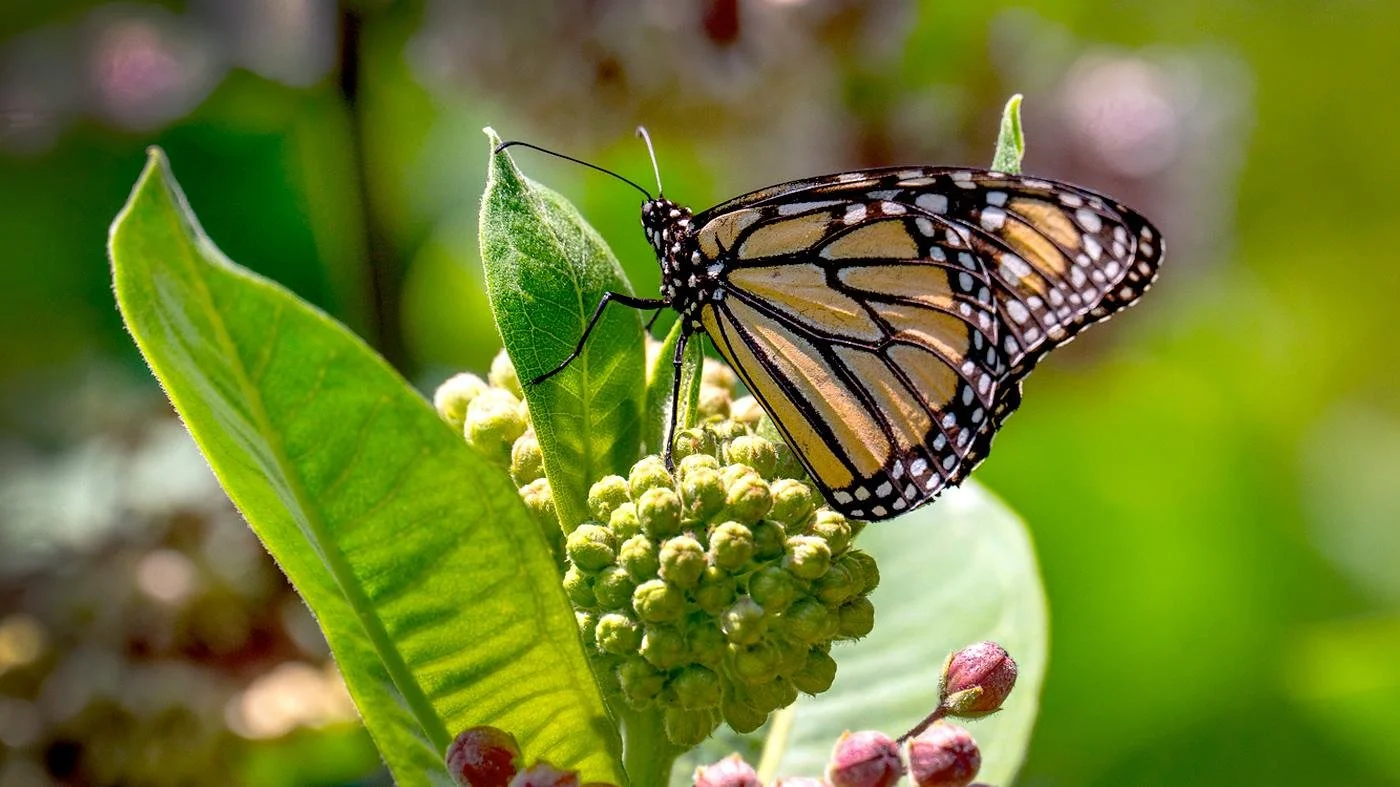 Chicago Botanic Garden Teacher Professional Development: Monarchs, Milkweed, and More