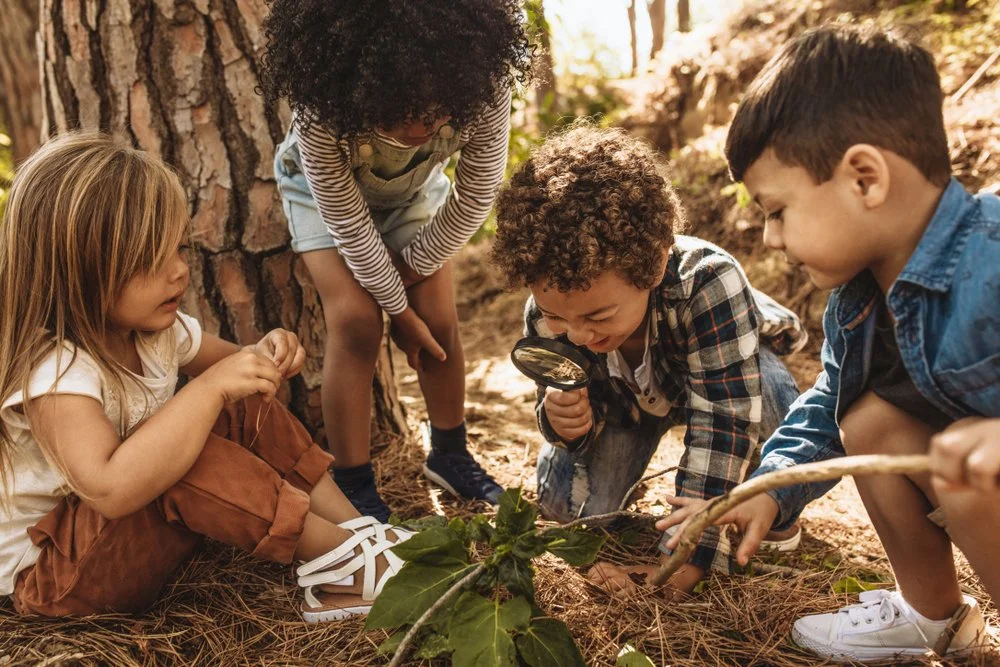 Let's Play! Summer Forest Exploration