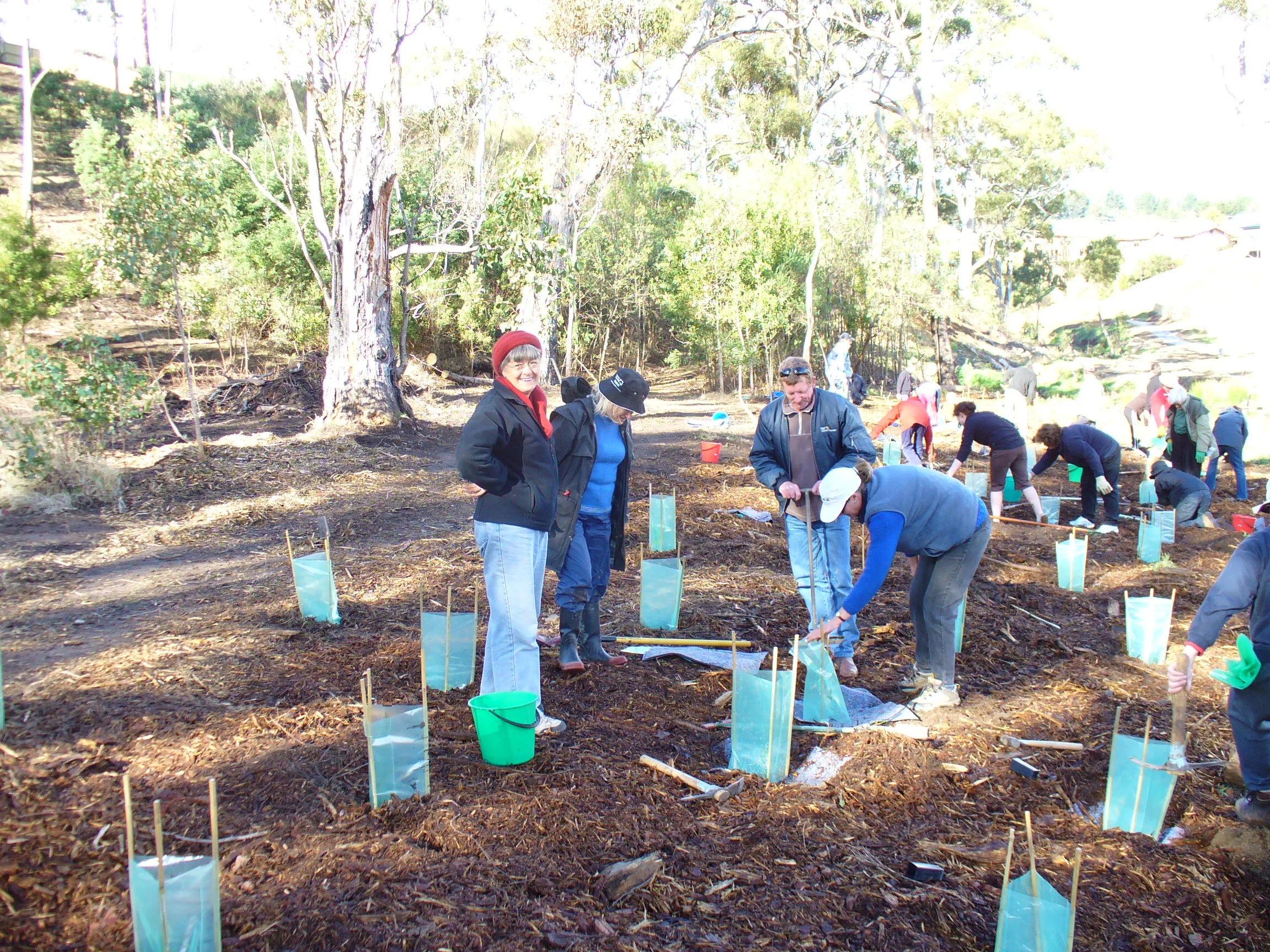 Tree planting