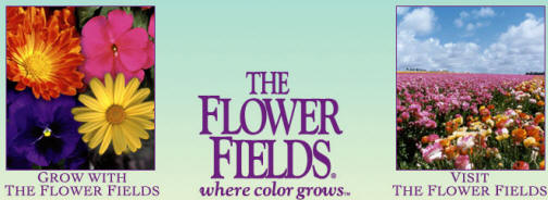 the_flower_fields.jpg