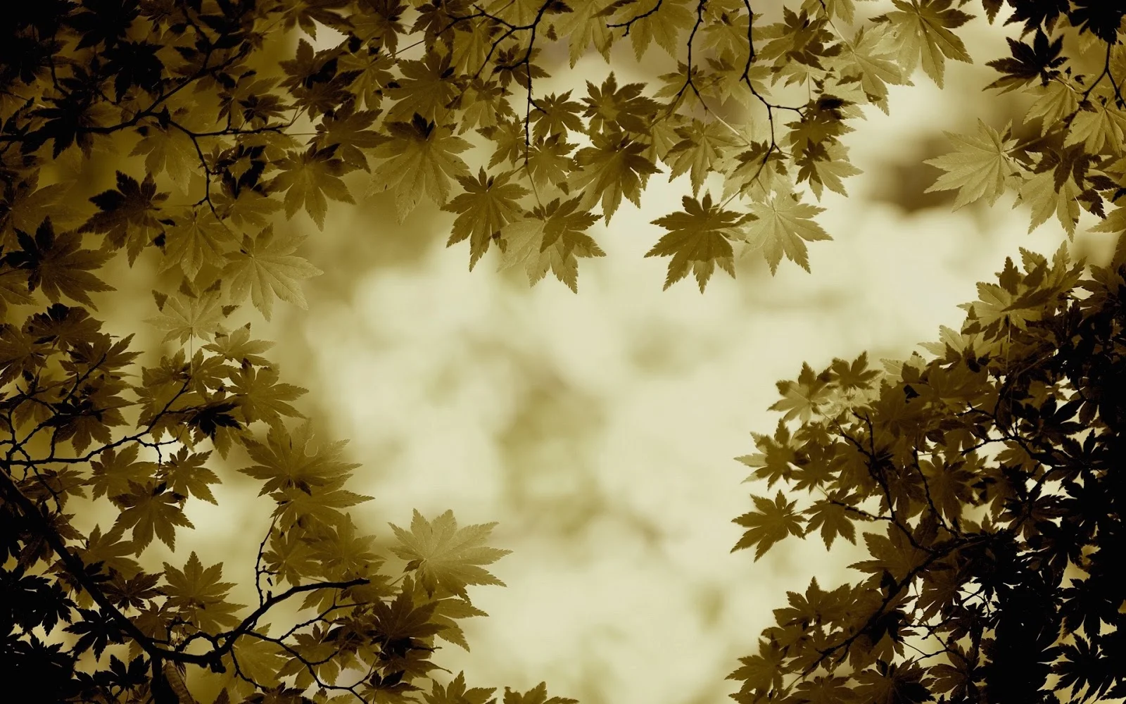 Main Background.jpg