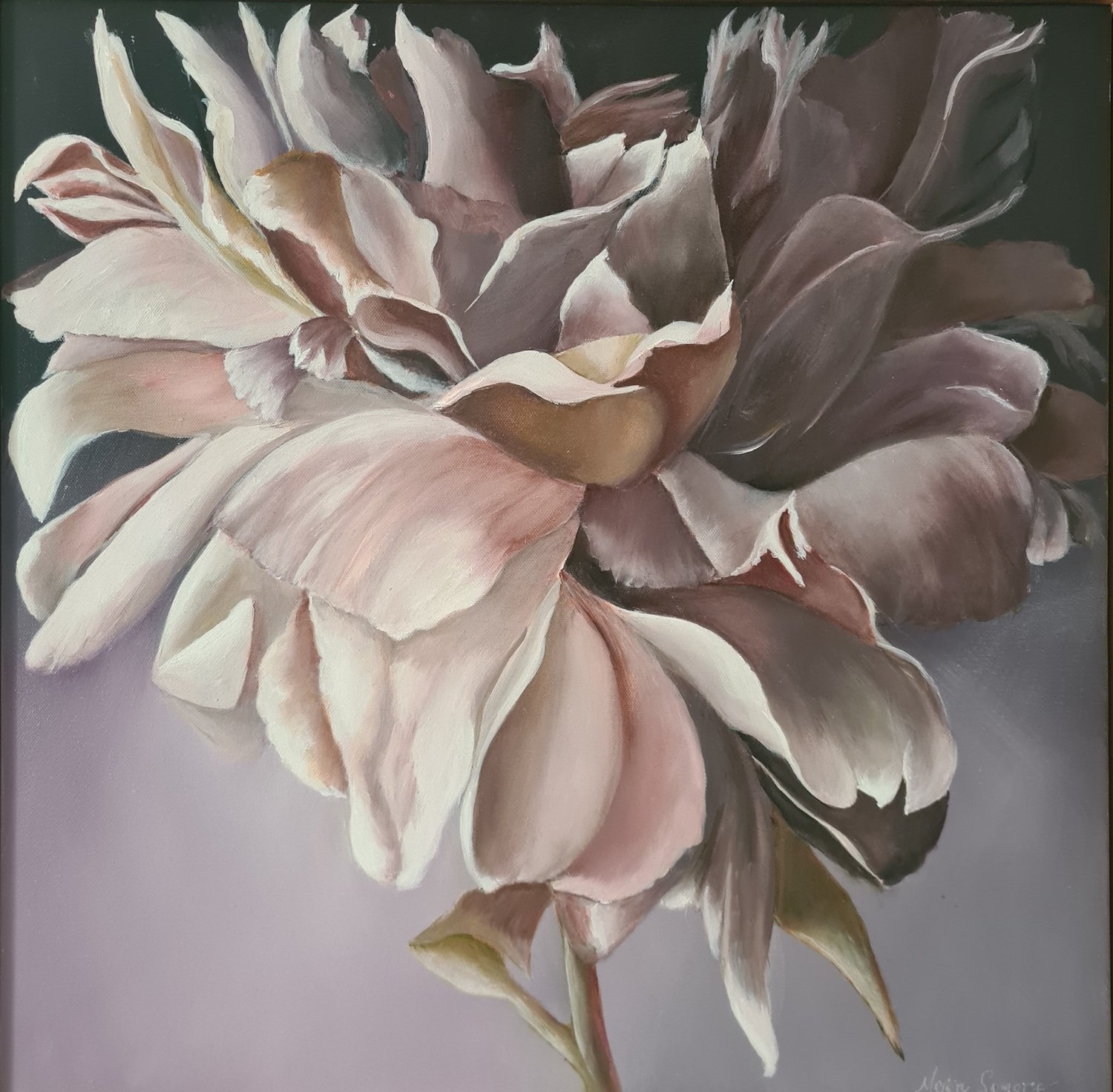 meron-somers_nigra_56x56.jpg