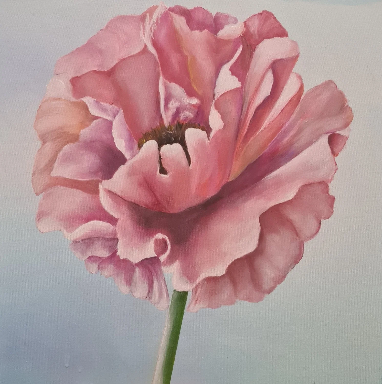 meron-somers_poppy_50x50.jpg
