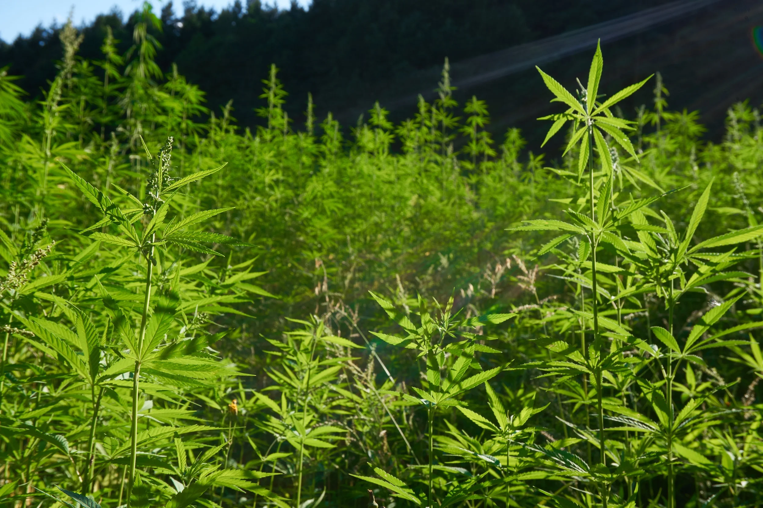 Hemp Field.jpg