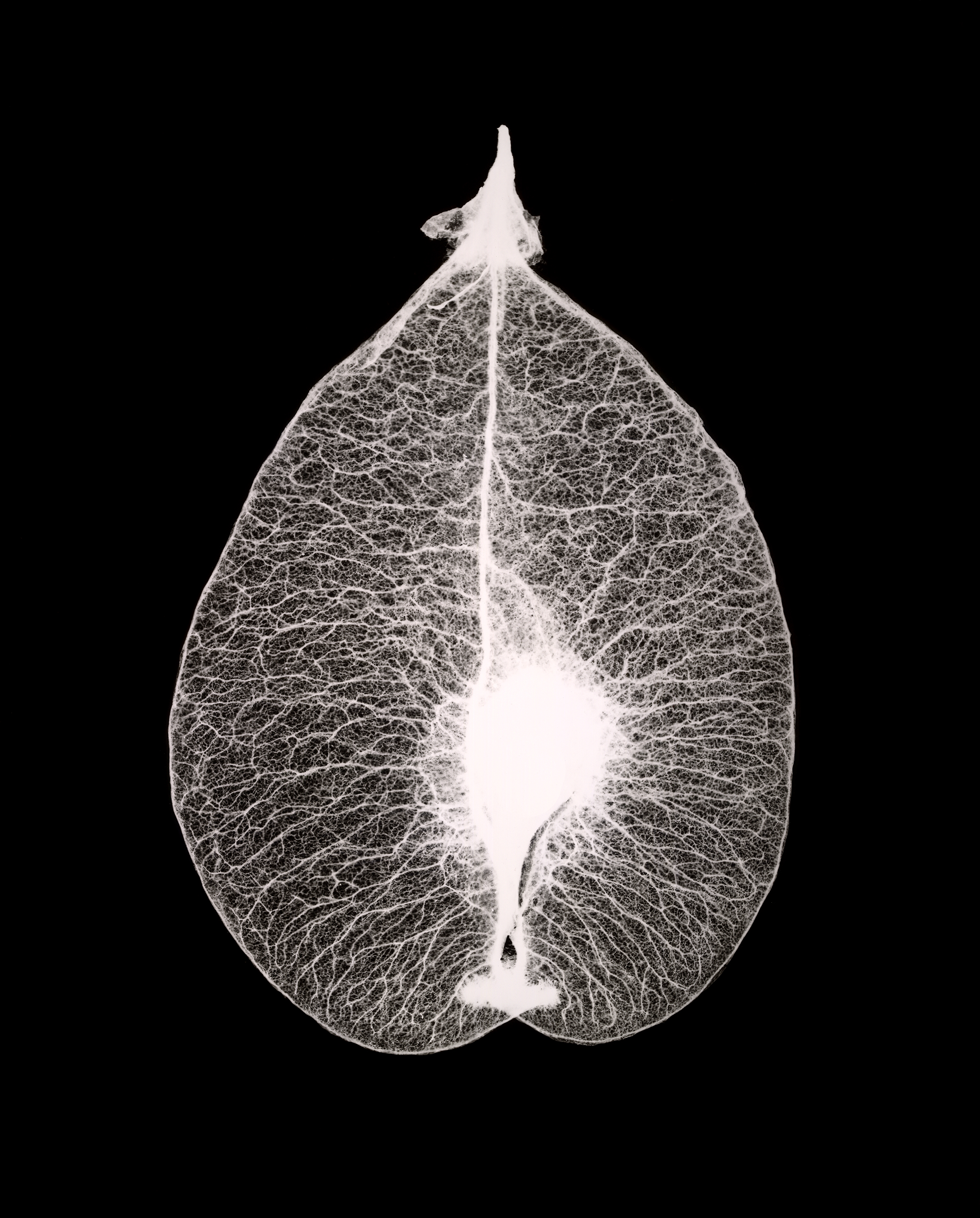 SEED LEAF, 2001