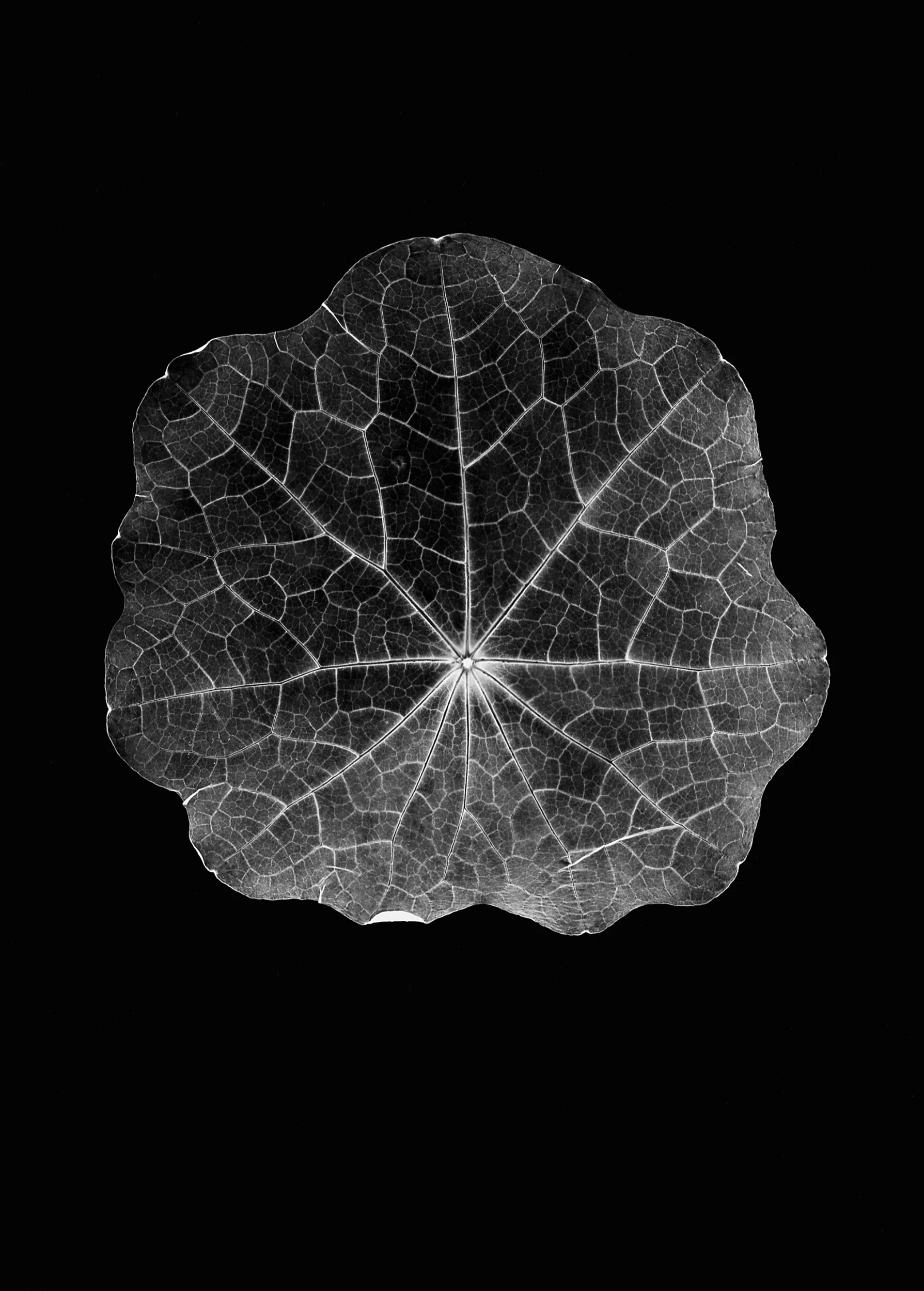 NASTURTIUM LEAF, 1998