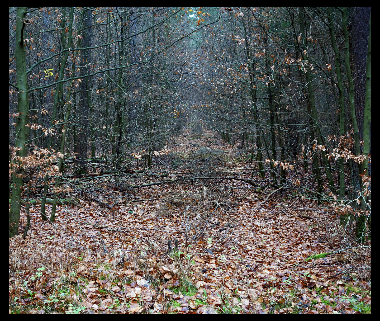 CATHEDRAL FOREST