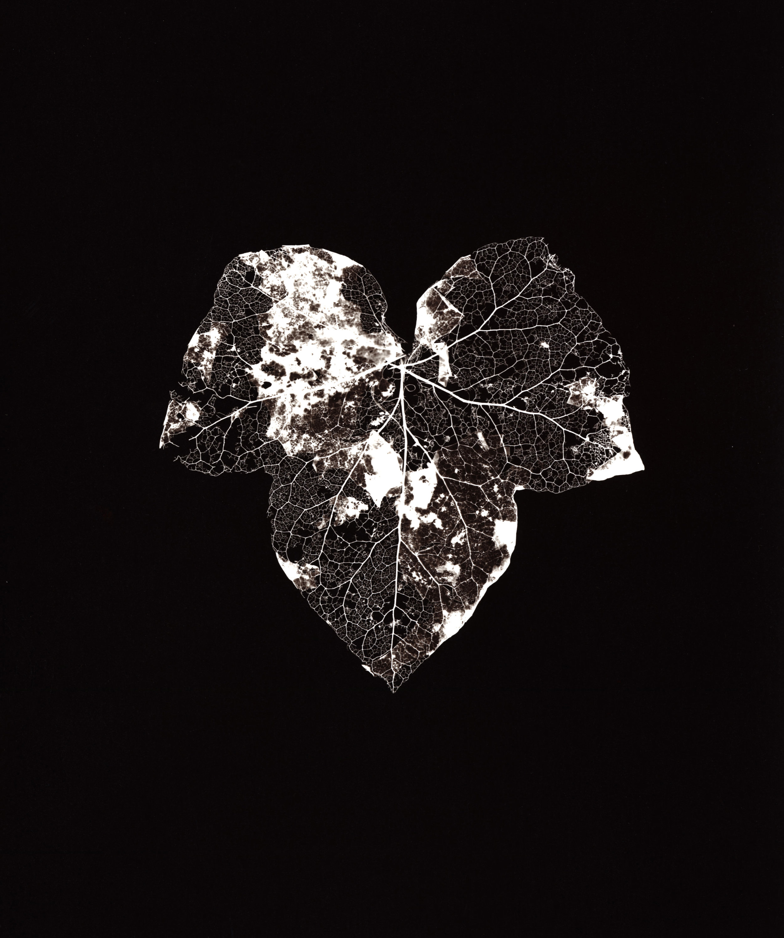 IVY LEAF, 2003