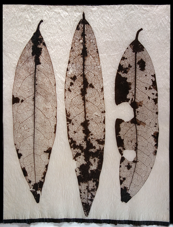 EUCALYPTUS LEAVES