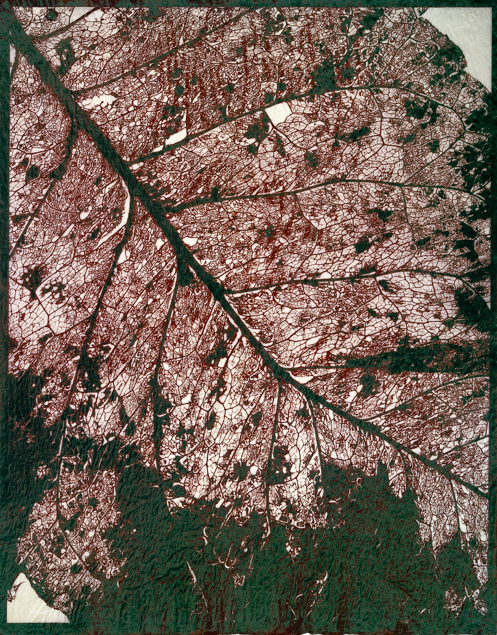 RUSTING LEAF, 2002