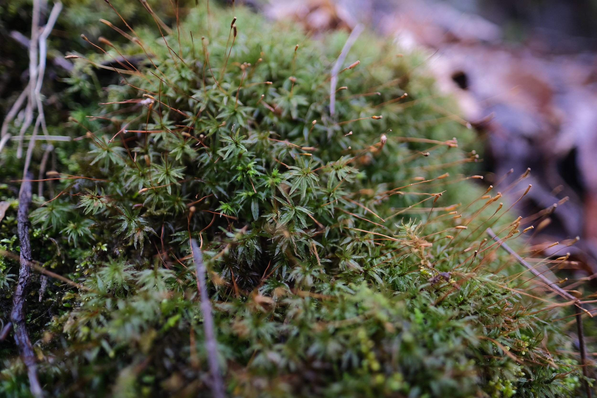  Moss growing on a rock. Taken on March 18, 2022, in the Ozark-St. Francis National Forest, Arkansas. 