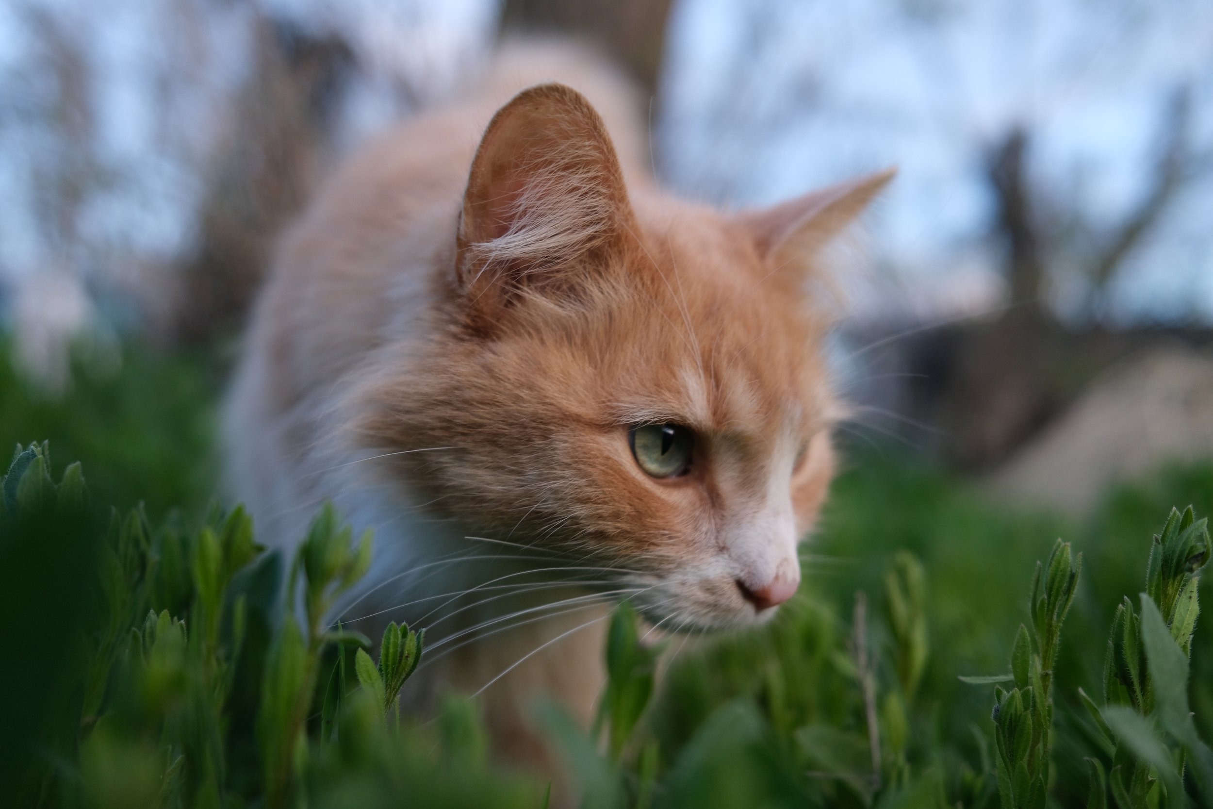 DSCF1628.JPG